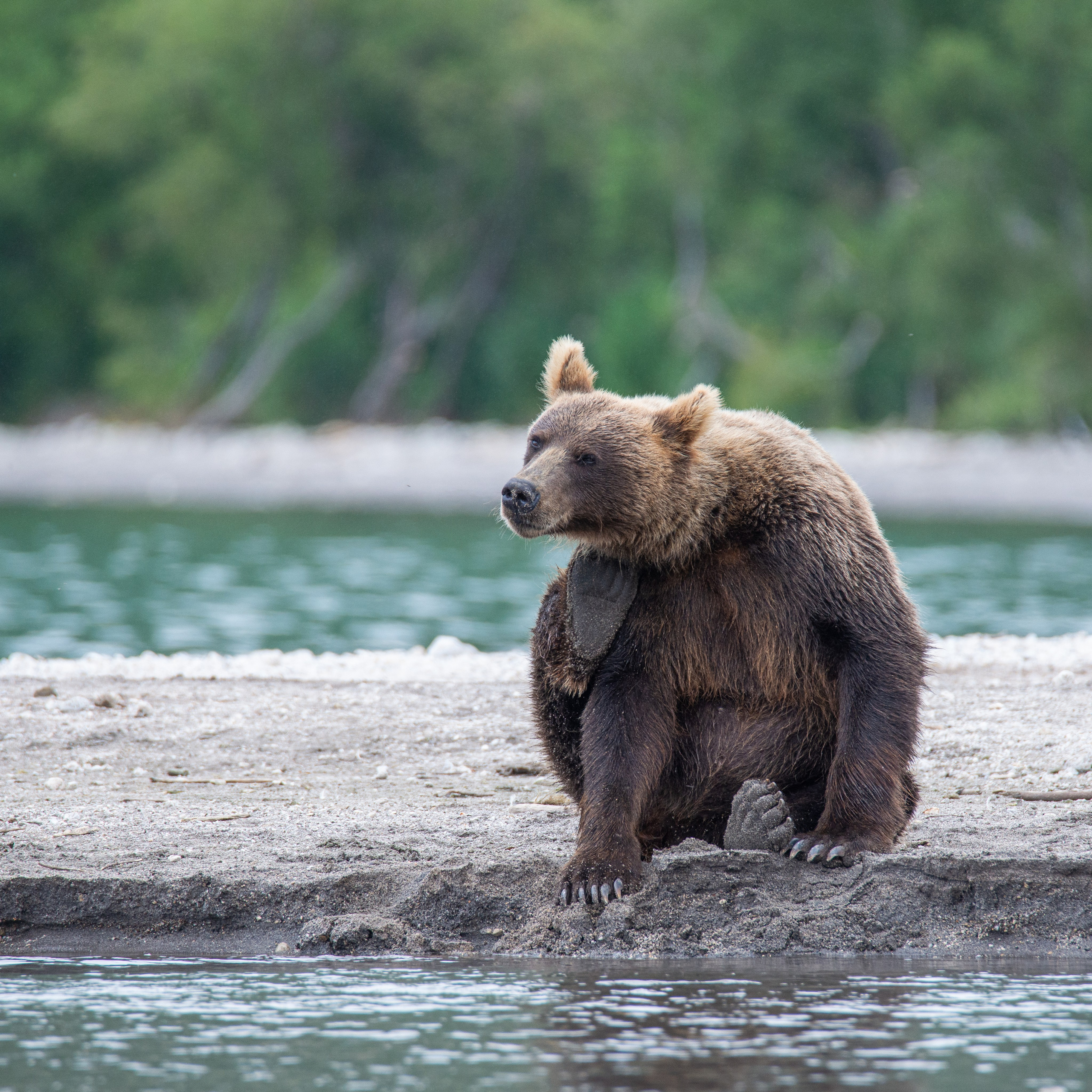 Камчатка — земля медведей. Игорь Иванко — Репортажный и событийный фотограф. Москва