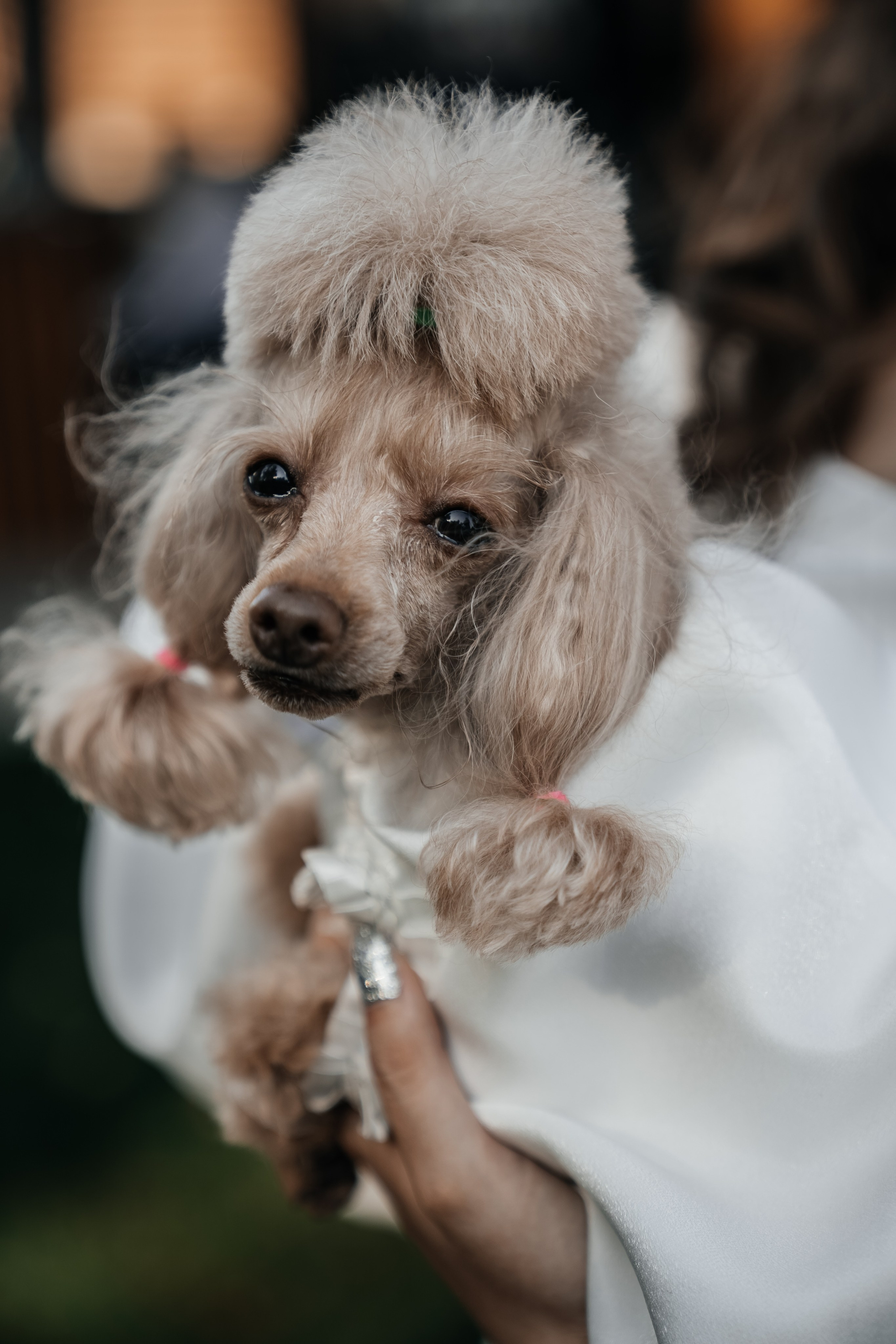 Антон и Евгения. Свадебный и семейный фотограф В Барнауле Нечаева Таня