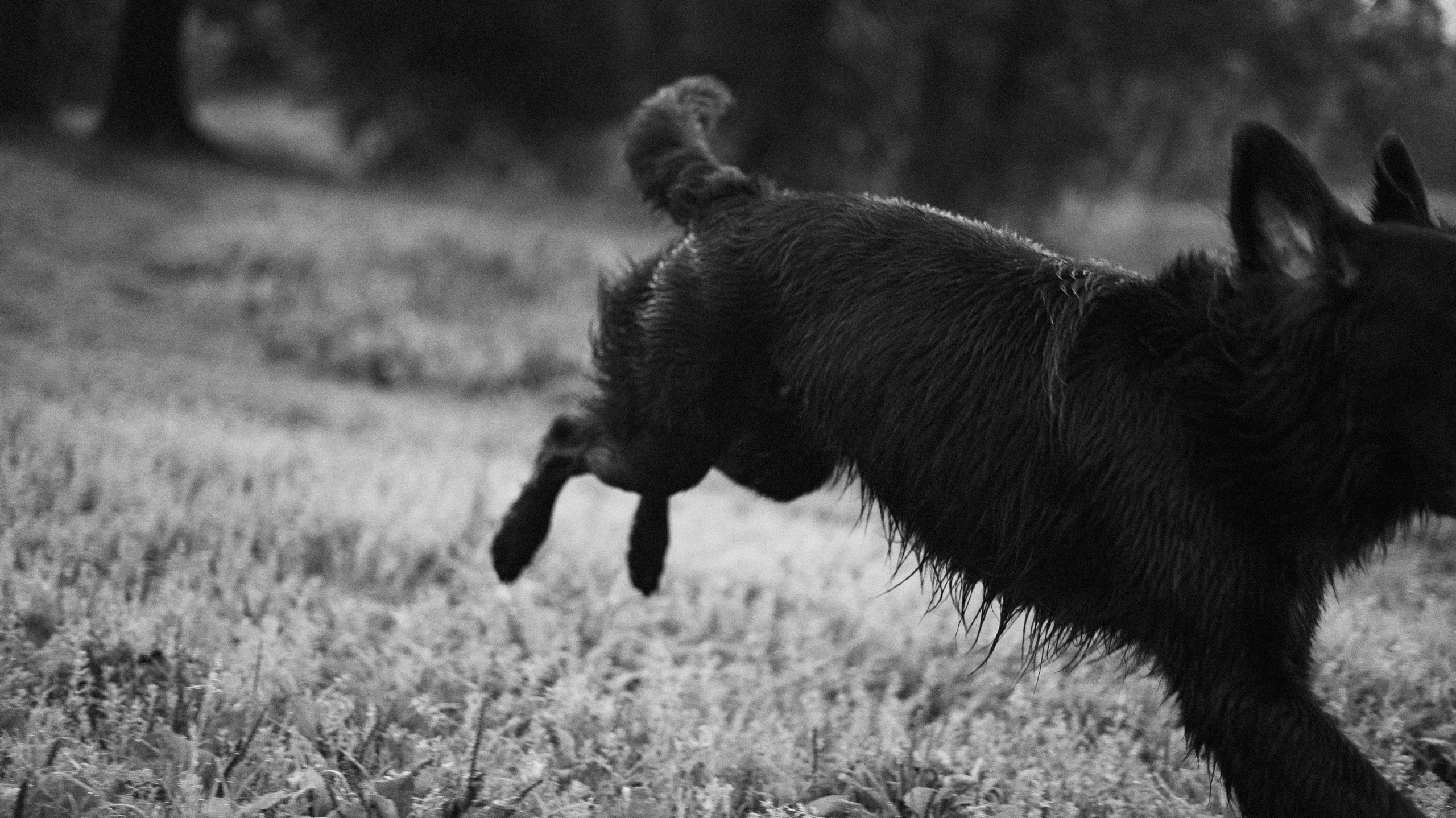 Лиза и Коди. Фотограф-анималист Богданова Полина