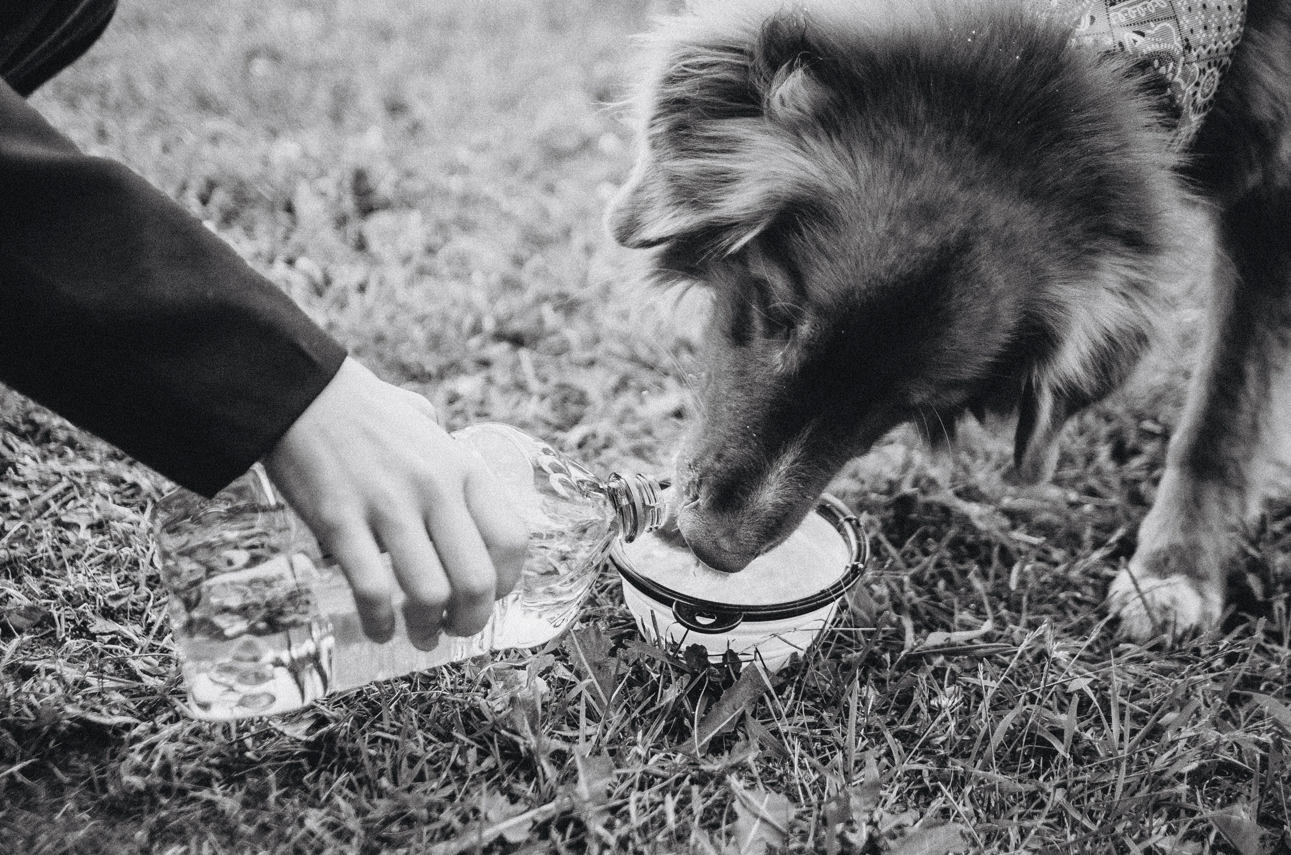 Алина и Бис. Фотограф-анималист Богданова Полина