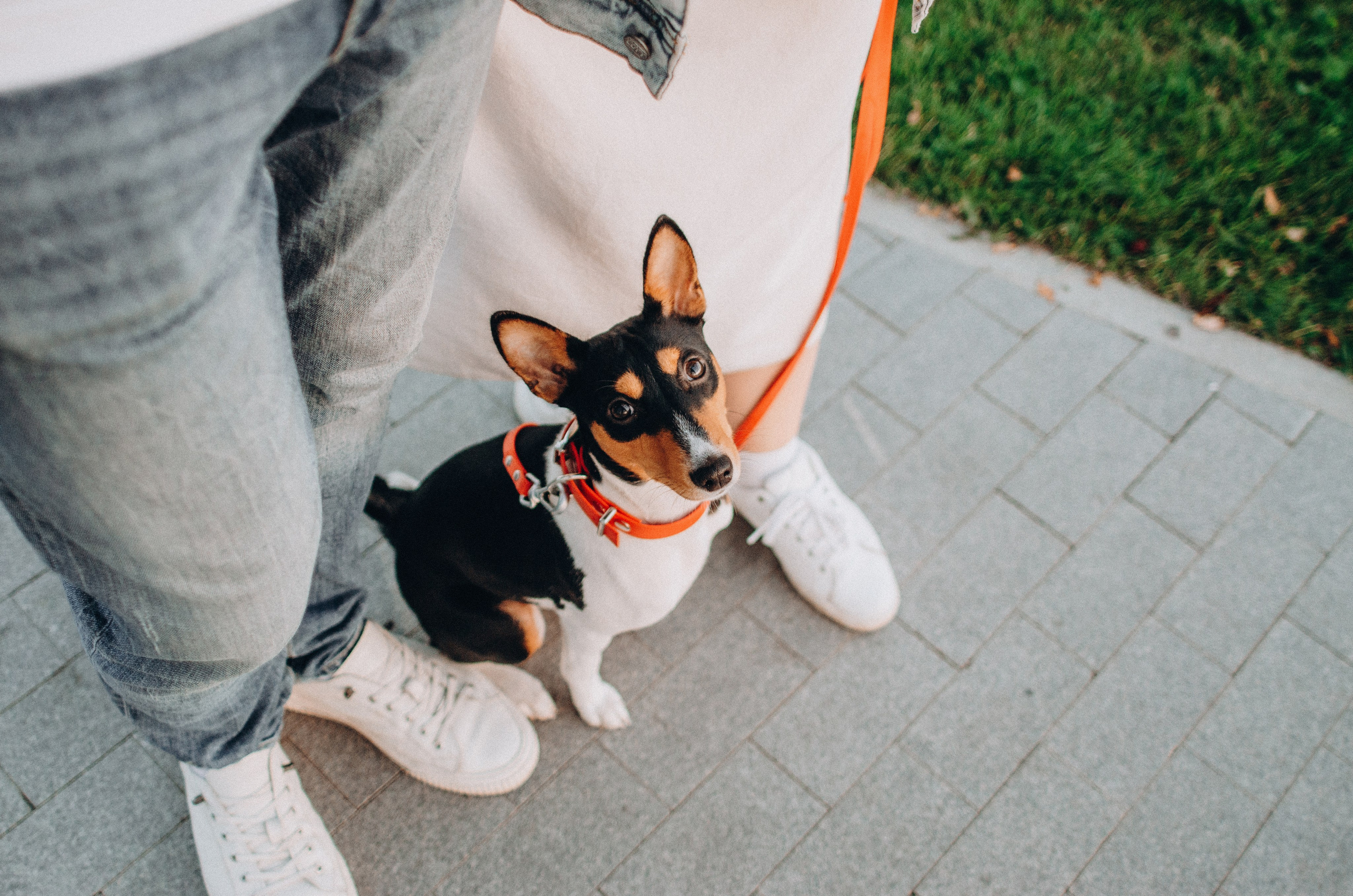 Лена, Никита и Эсма. Фотограф-анималист Богданова Полина