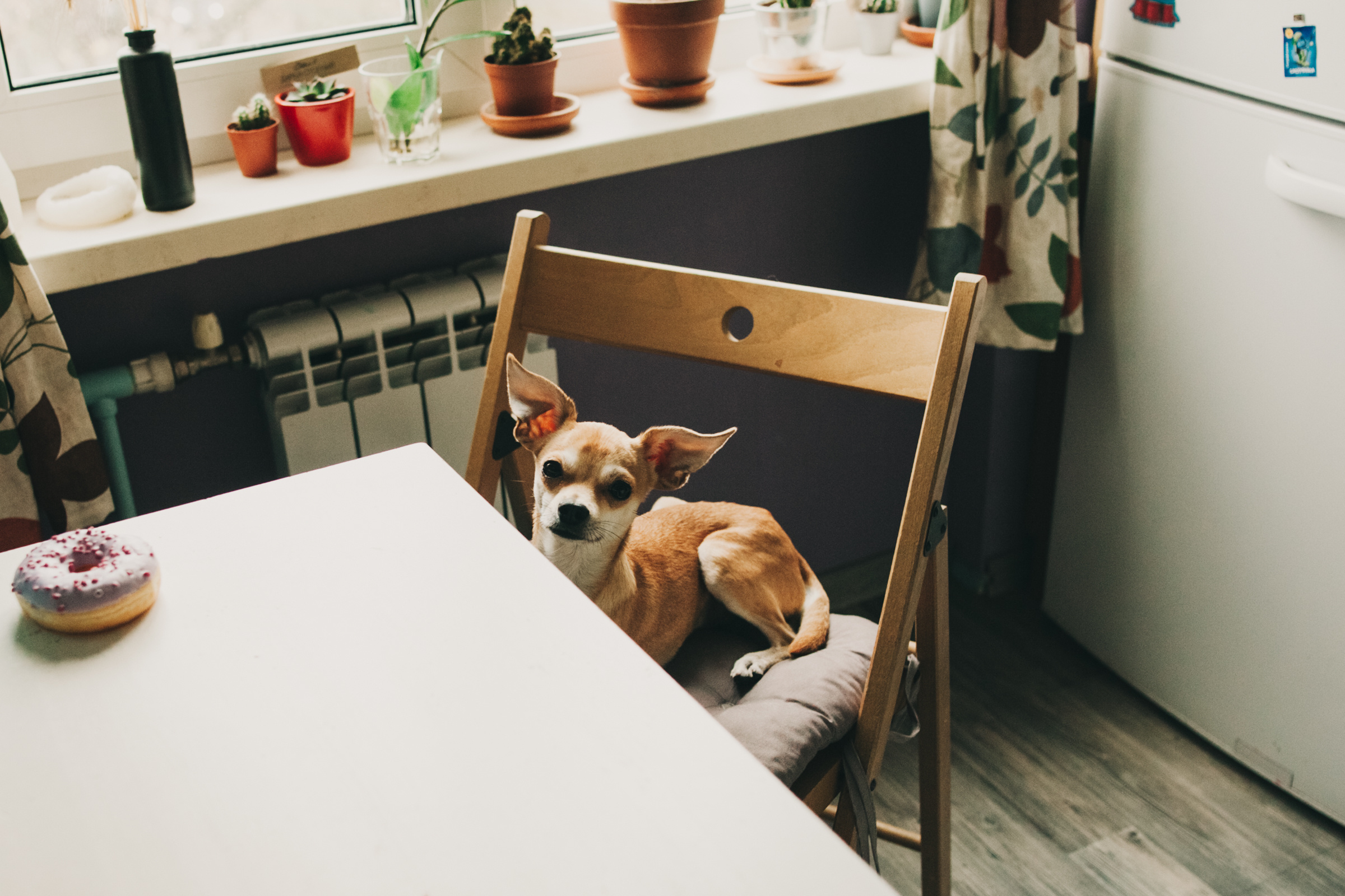 Даша, Даня, Боба. Фотоистория буднего дня. Семейный фотограф, фотограф родов, репортажей фотограф в Санкт-Петербу