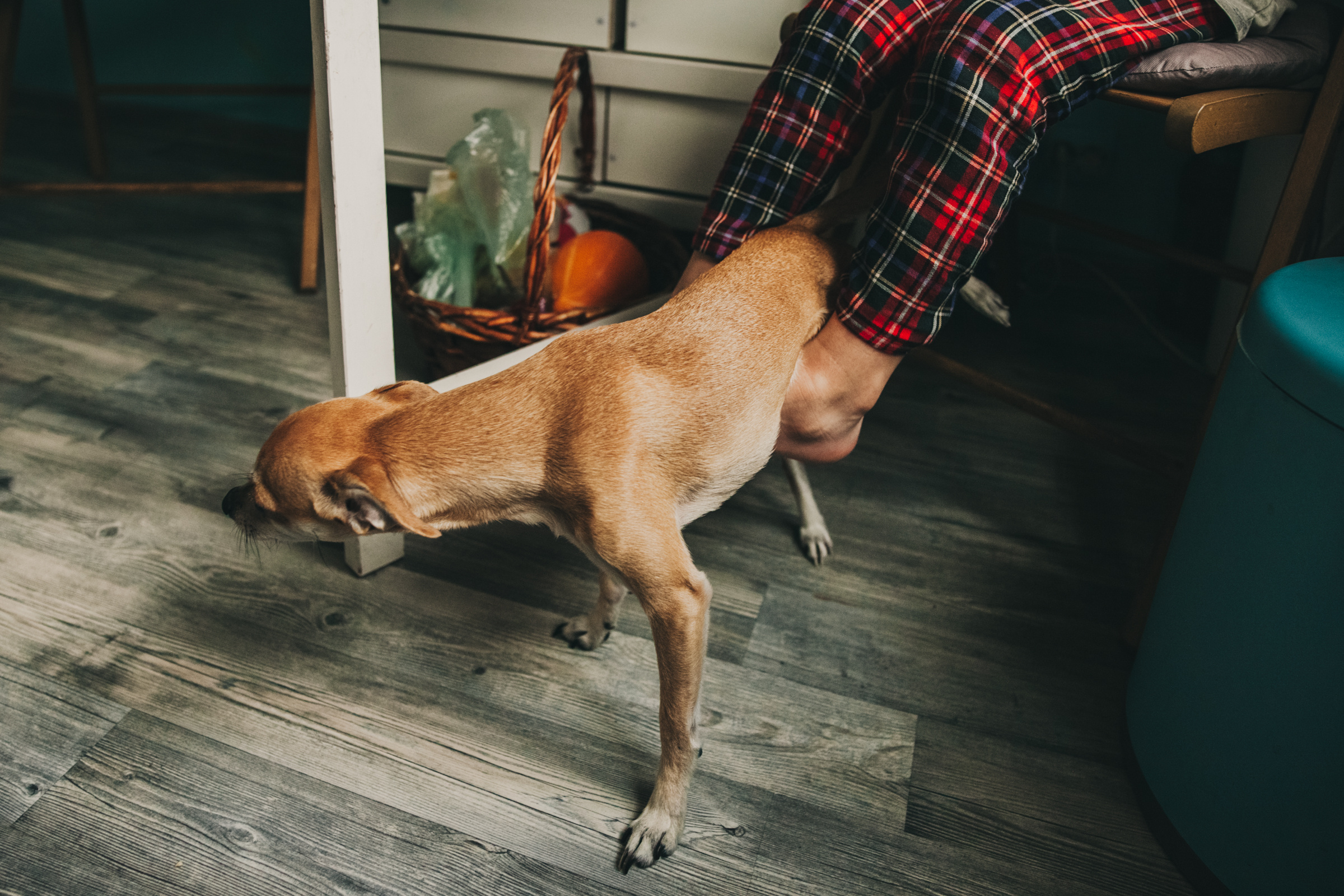 Даша, Даня, Боба. Фотоистория буднего дня. Семейный фотограф, фотограф родов, репортажей фотограф в Санкт-Петербу