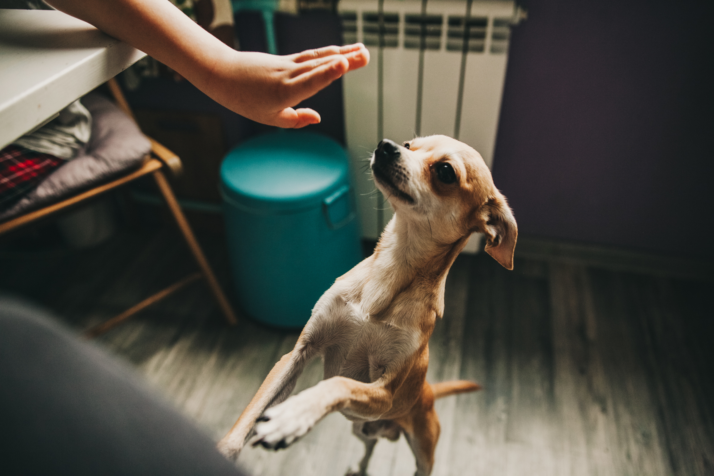 Даша, Даня, Боба. Фотоистория буднего дня. Семейный фотограф, фотограф родов, репортажей фотограф в Санкт-Петербу