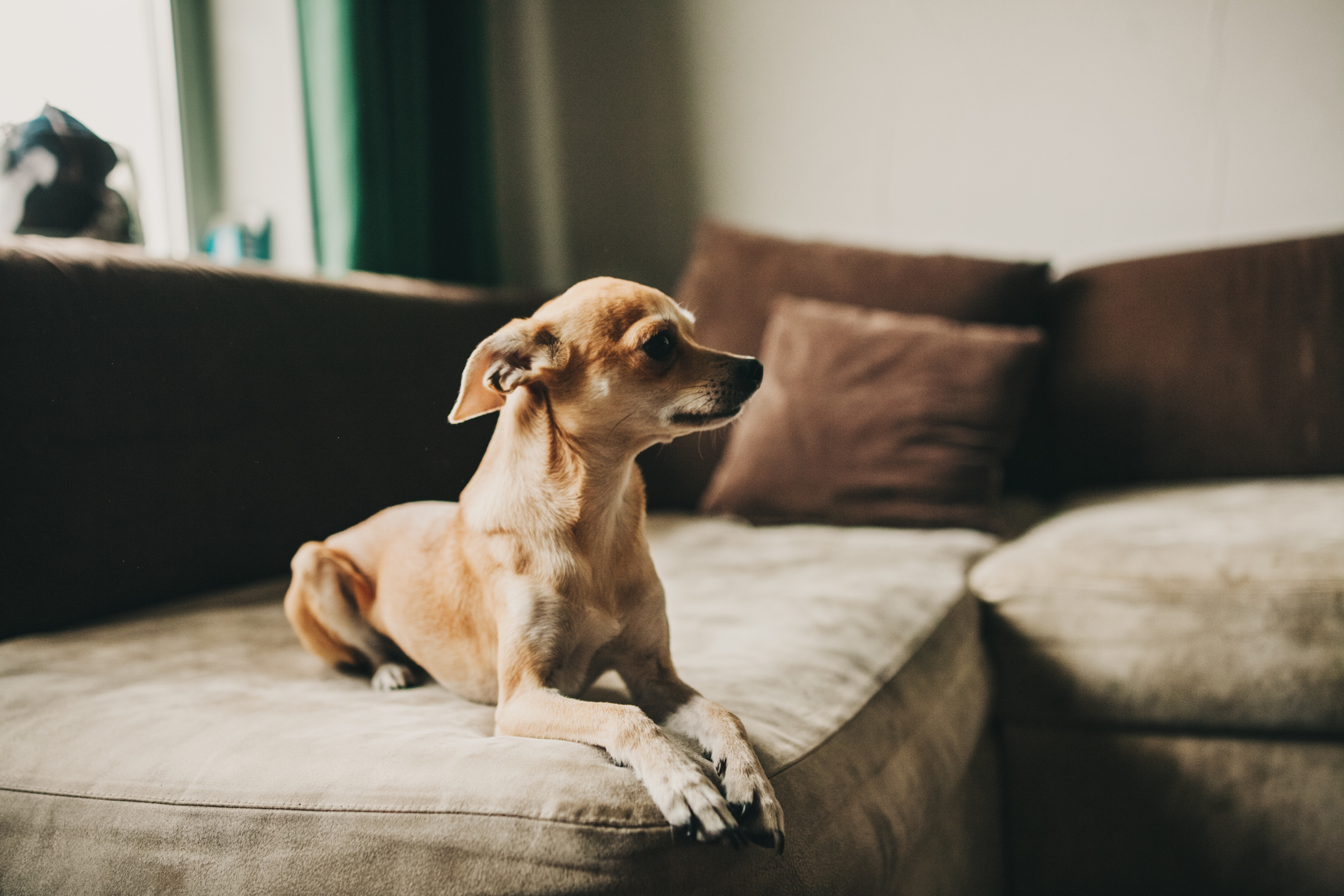 Даша, Даня, Боба. Фотоистория буднего дня. Семейный фотограф, фотограф родов, репортажей фотограф в Санкт-Петербу