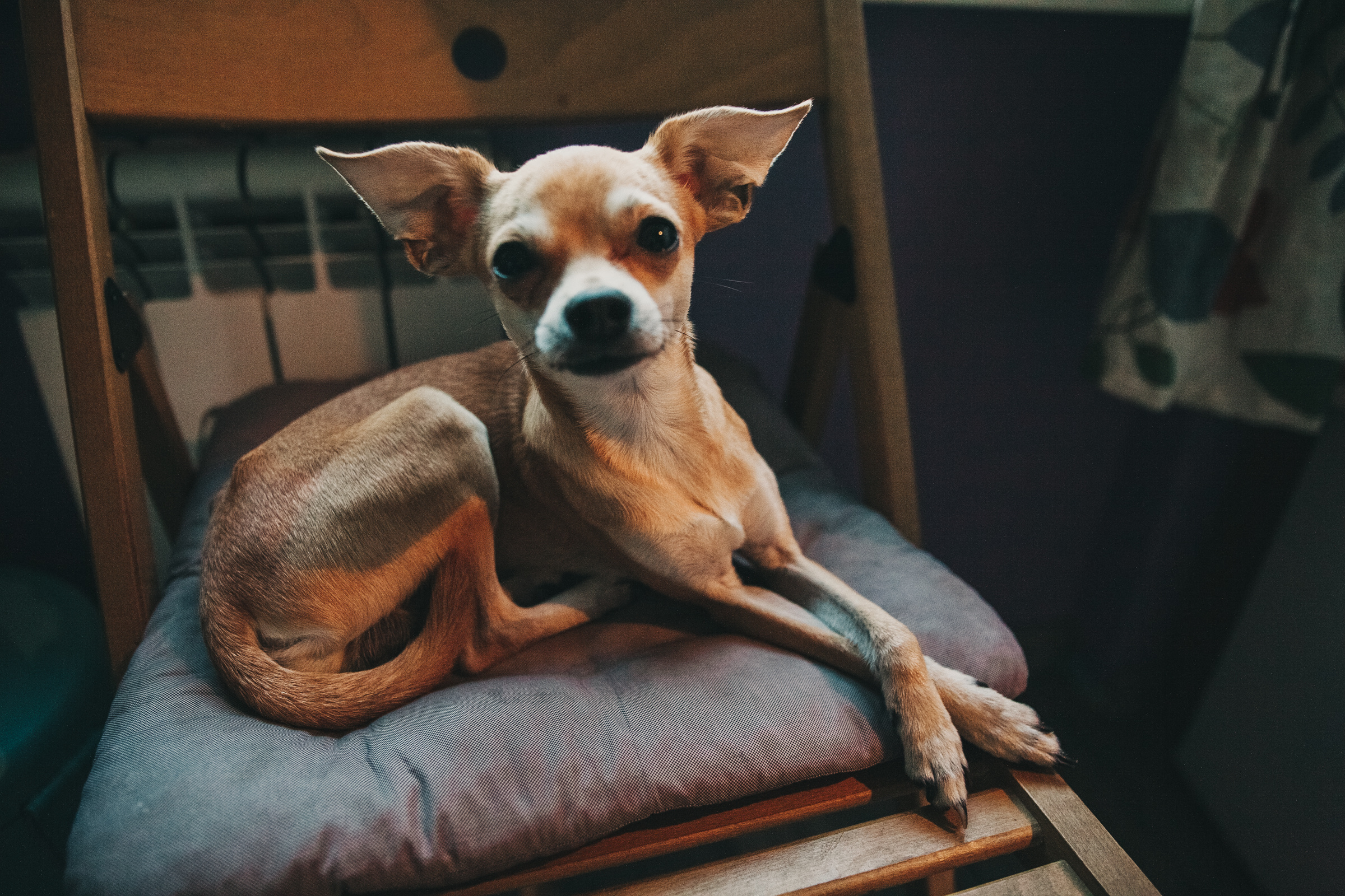 Даша, Даня, Боба. Фотоистория буднего дня. Семейный фотограф, фотограф родов, репортажей фотограф в Санкт-Петербу