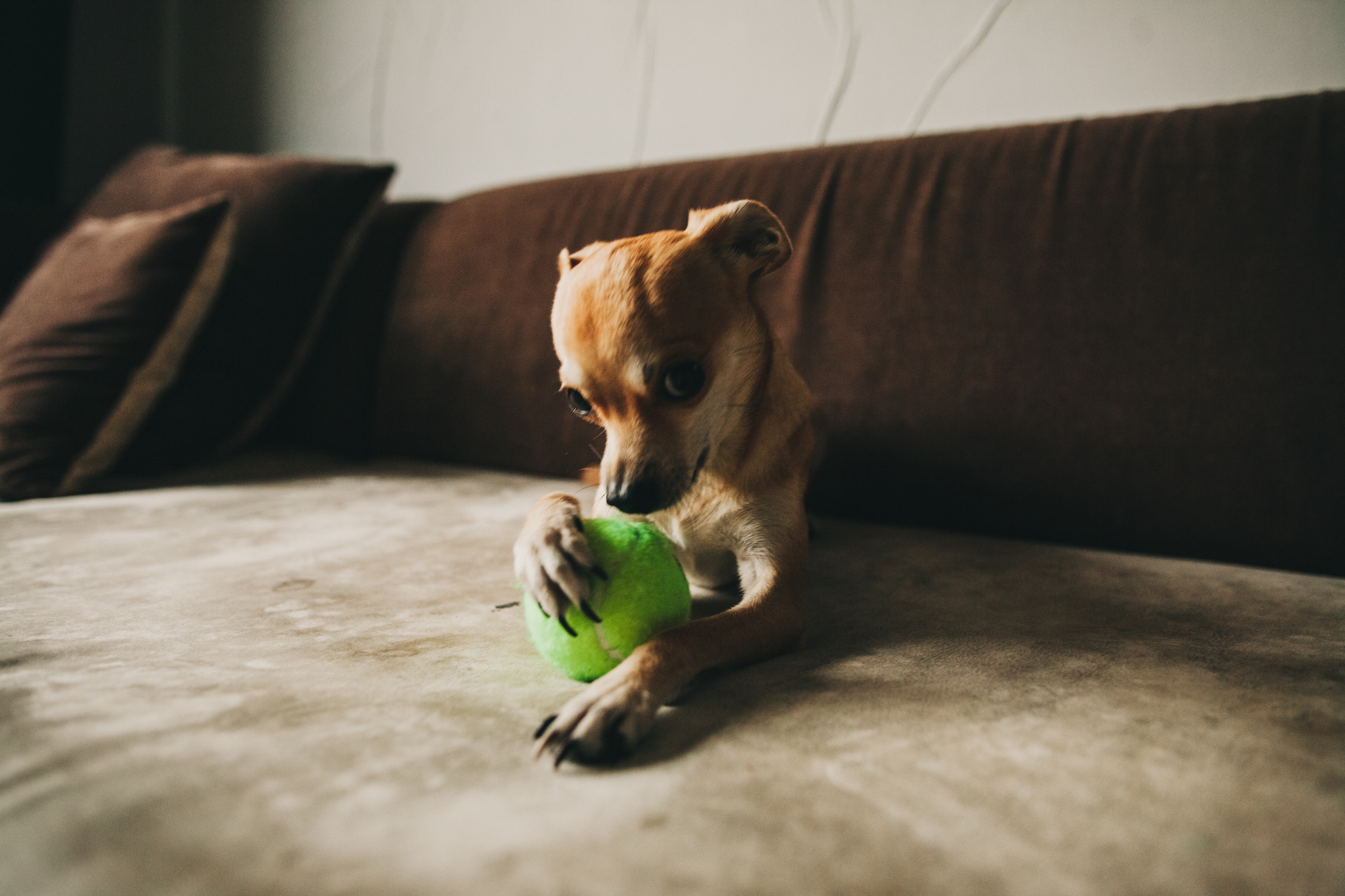 Даша, Даня, Боба. Фотоистория буднего дня. Семейный фотограф, фотограф родов, репортажей фотограф в Санкт-Петербу