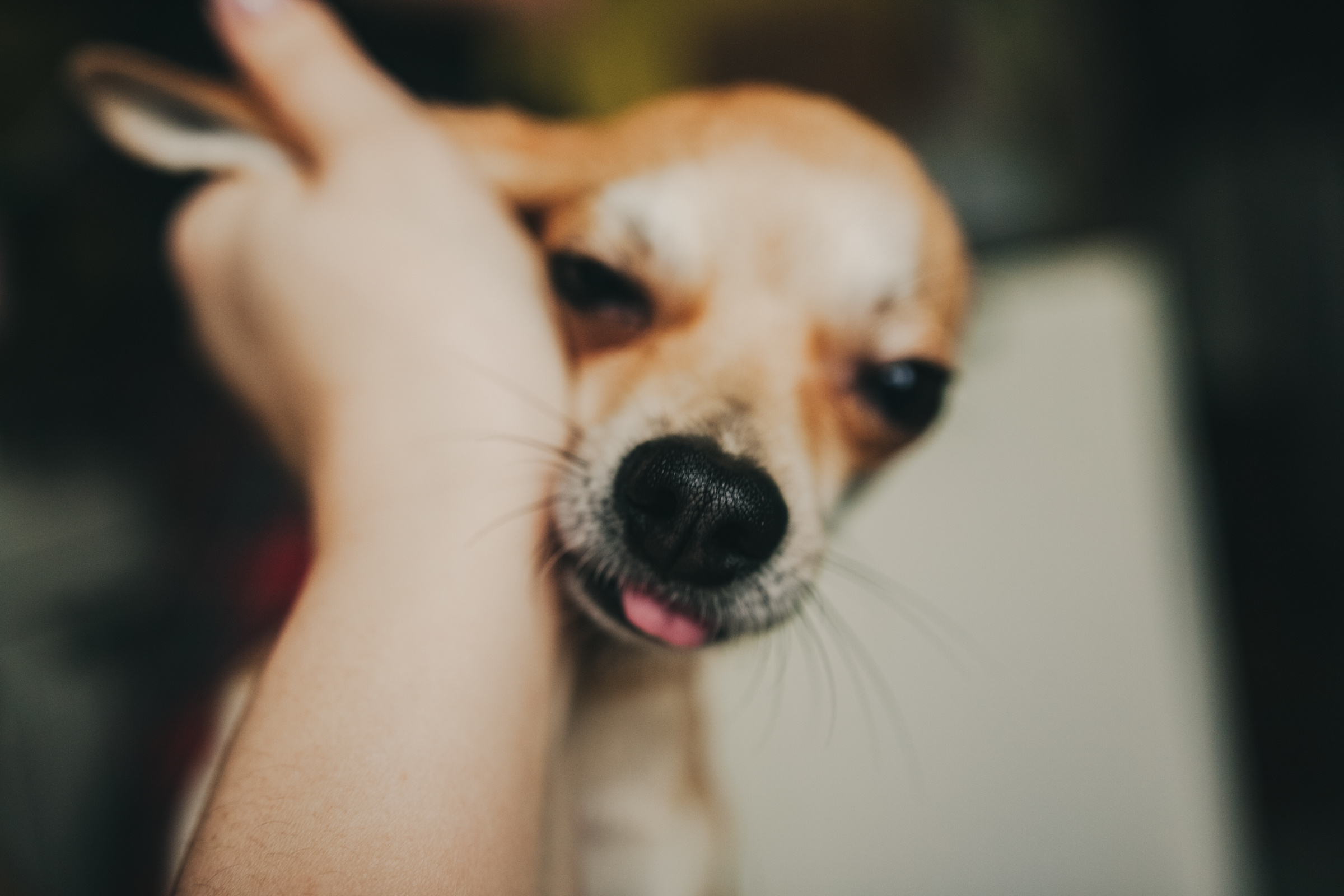 Даша, Даня, Боба. Фотоистория буднего дня. Семейный фотограф, фотограф родов, репортажей фотограф в Санкт-Петербу