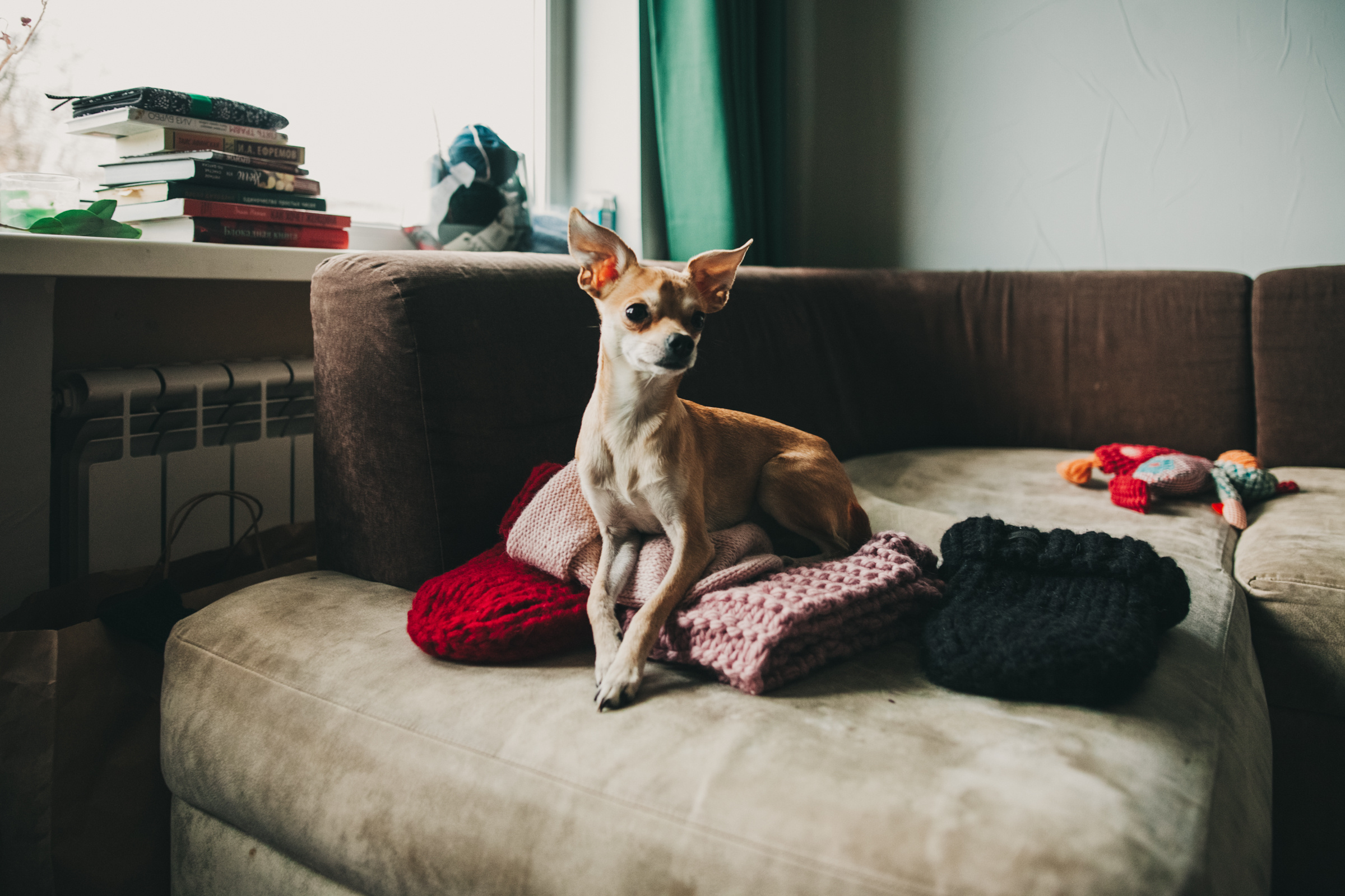 Даша, Даня, Боба. Фотоистория буднего дня. Семейный фотограф, фотограф родов, репортажей фотограф в Санкт-Петербу