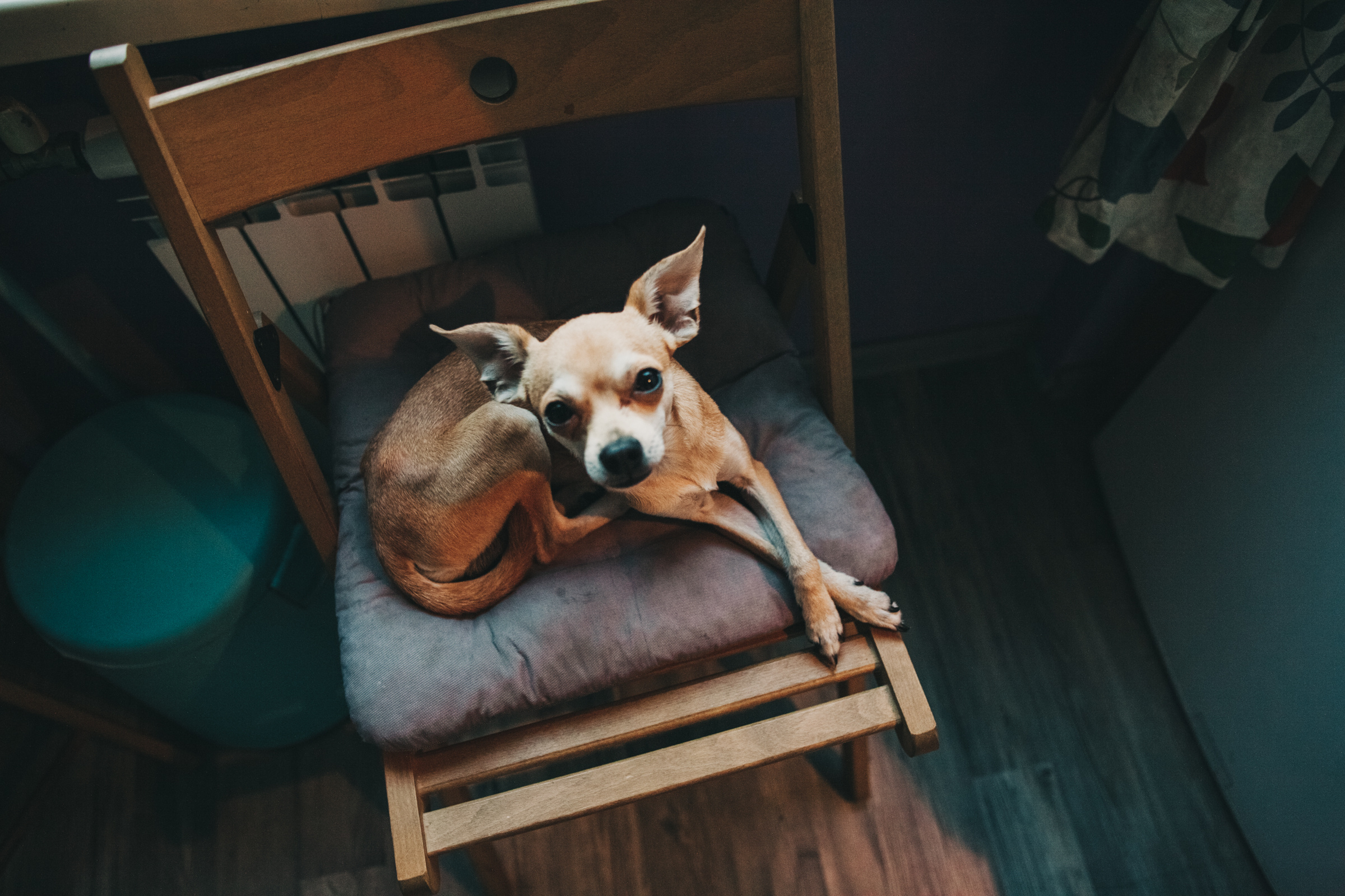 Даша, Даня, Боба. Фотоистория буднего дня. Семейный фотограф, фотограф родов, репортажей фотограф в Санкт-Петербу