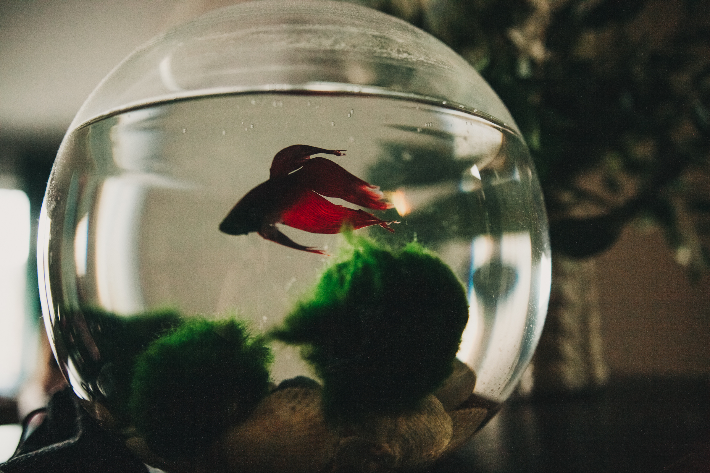 Даша, Даня, Боба. Фотоистория буднего дня. Семейный фотограф, фотограф родов, репортажей фотограф в Санкт-Петербу