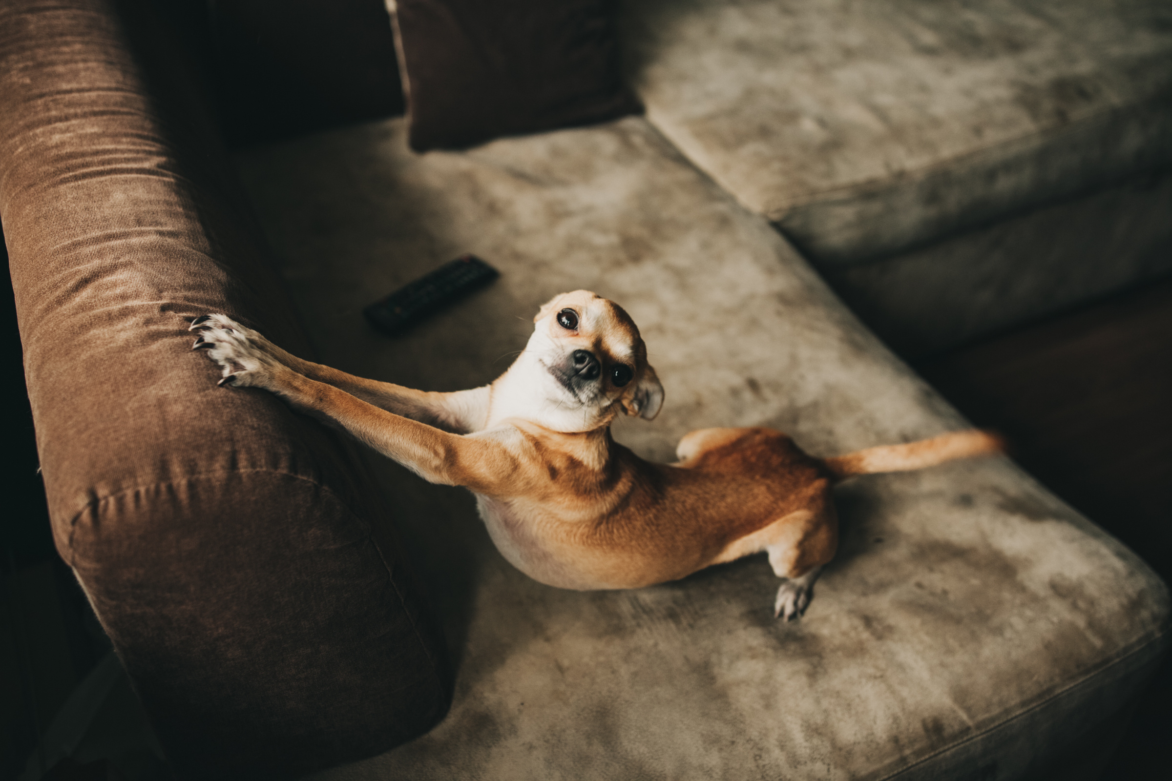 Даша, Даня, Боба. Фотоистория буднего дня. Семейный фотограф, фотограф родов, репортажей фотограф в Санкт-Петербу