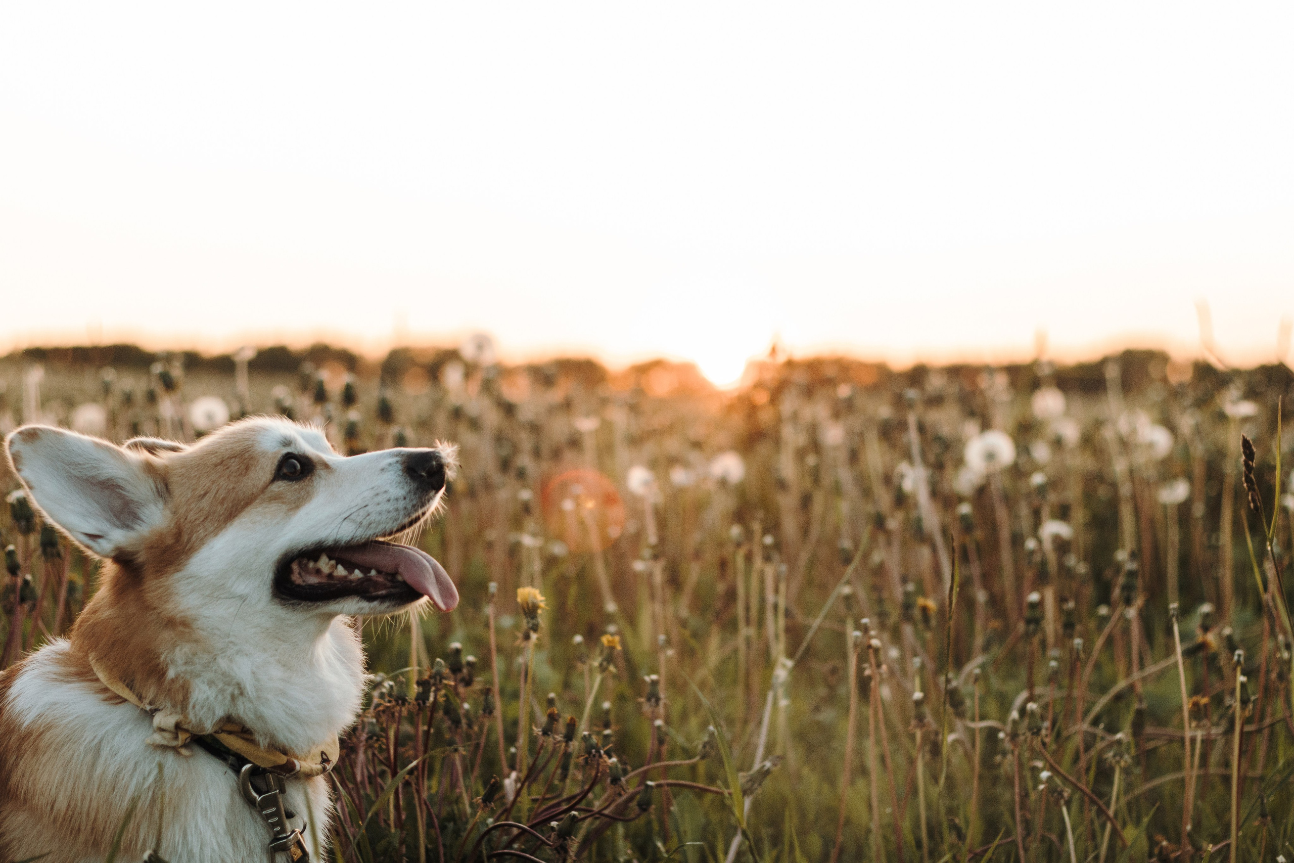 Ксюша и Ричард. Фотограф-анималист в Санкт-Петербурге