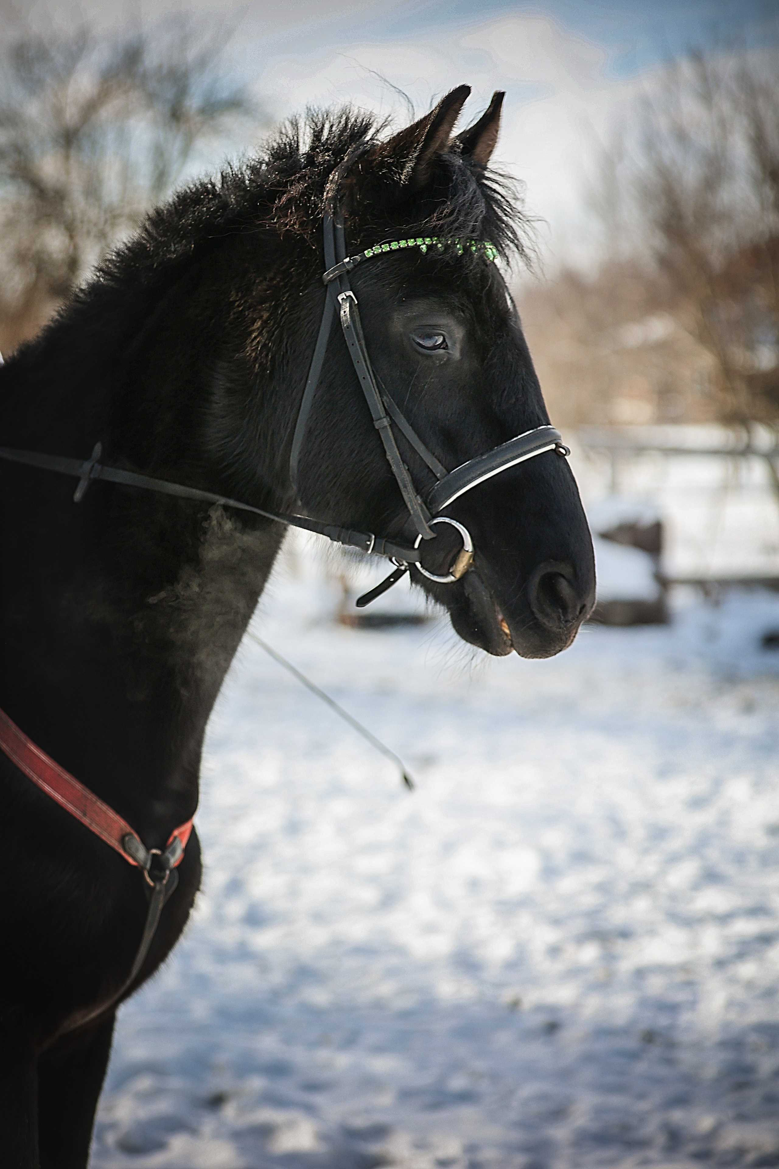 ЛОШАДИ. Фотограф-АниМалист Анна Абрамова
