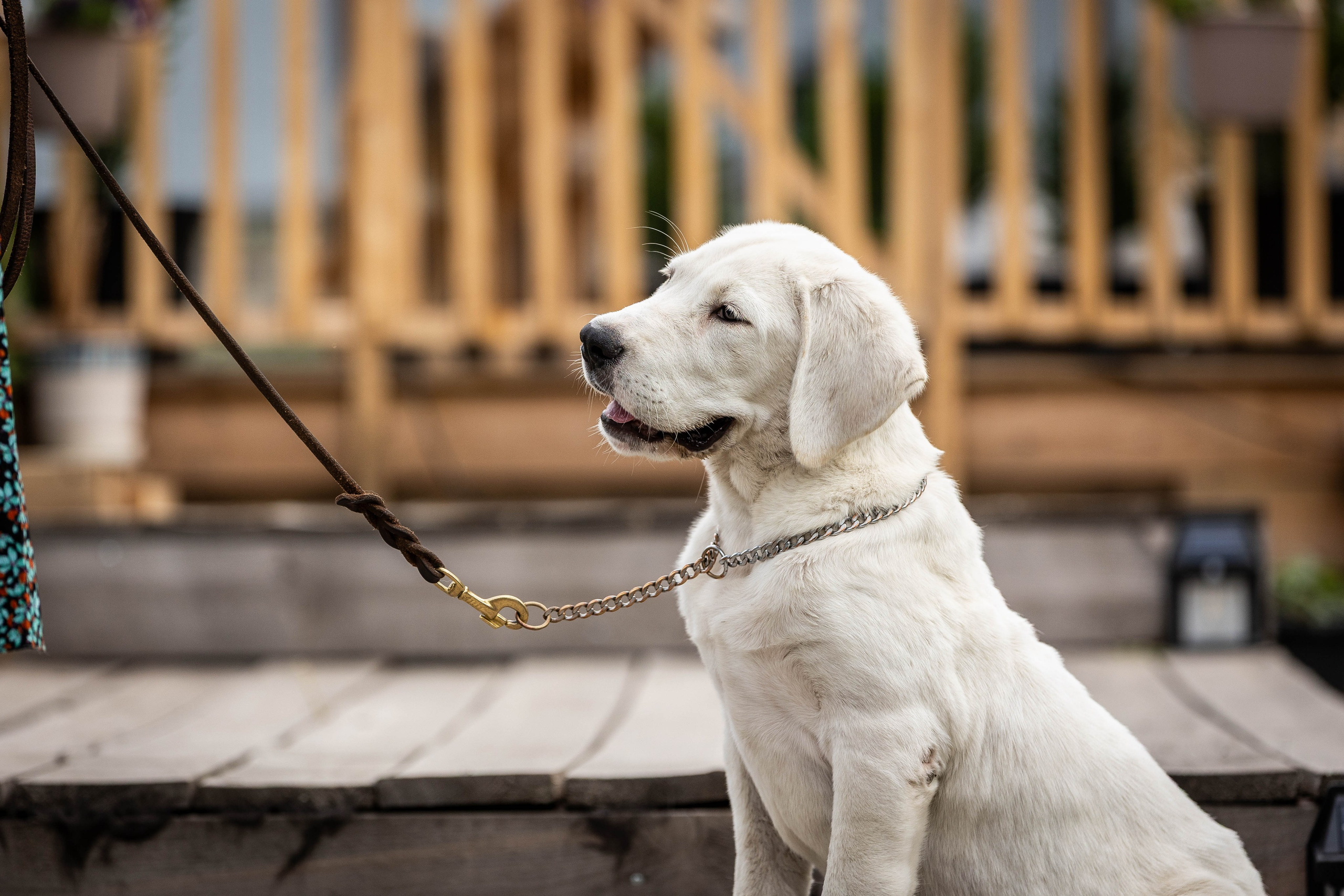 Иншала и Сирена. Фотограф-АниМалист Анна Абрамова