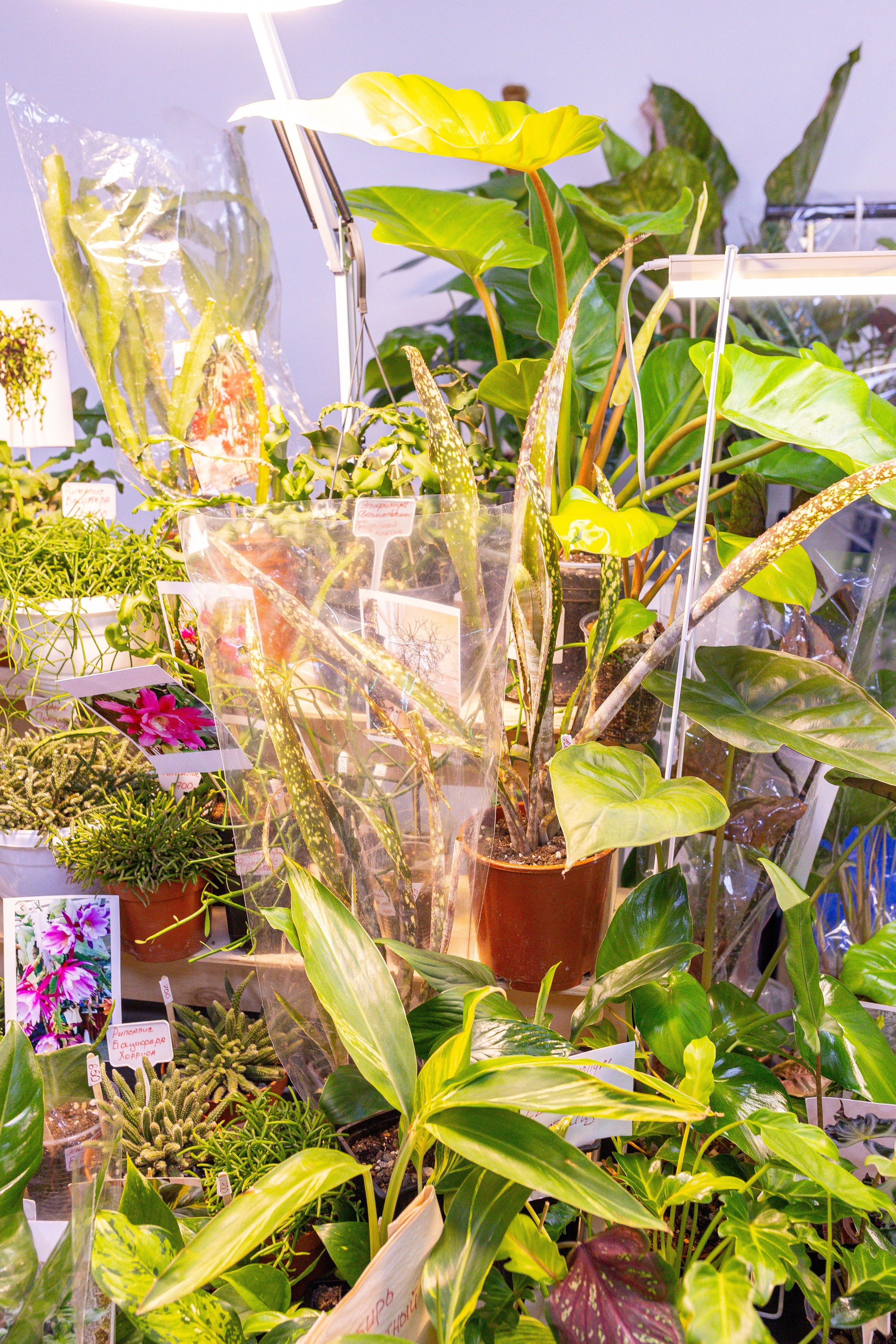 Монстериум 11–12 октября. Александра Куликова фотограф, Москва