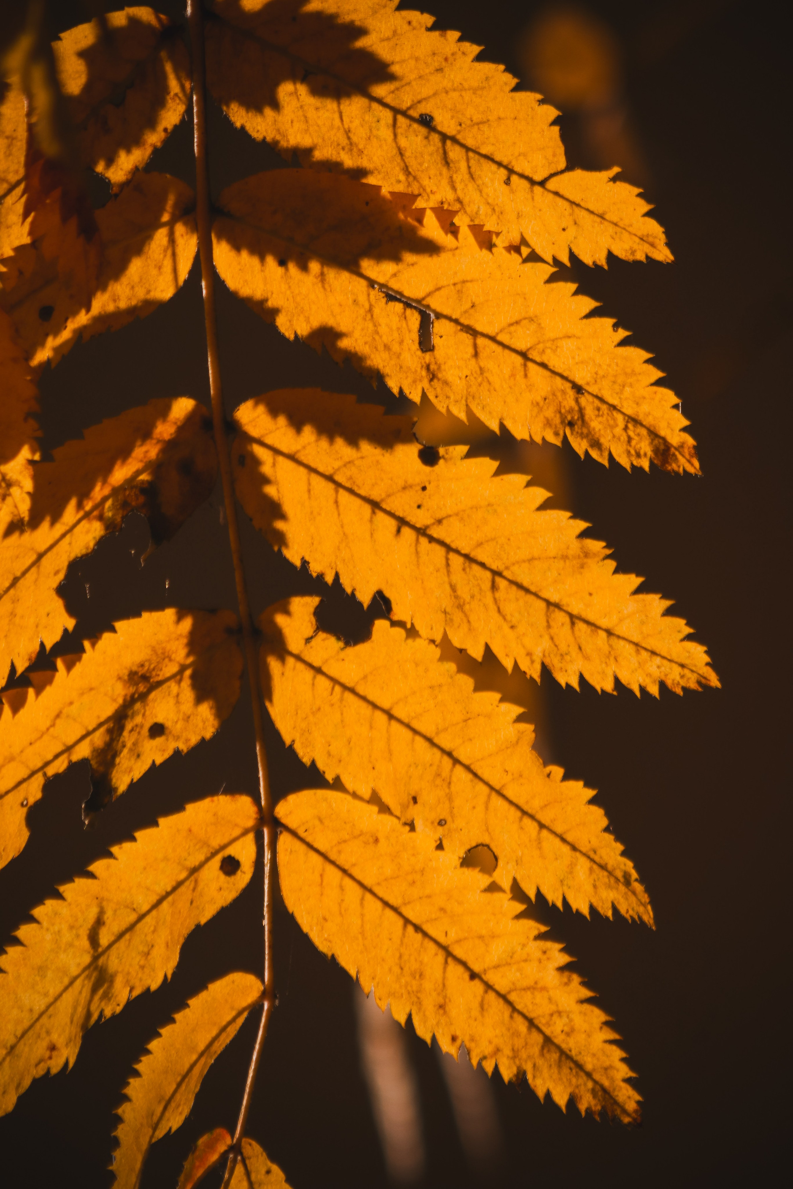 Ж Е Л Т Ы Й