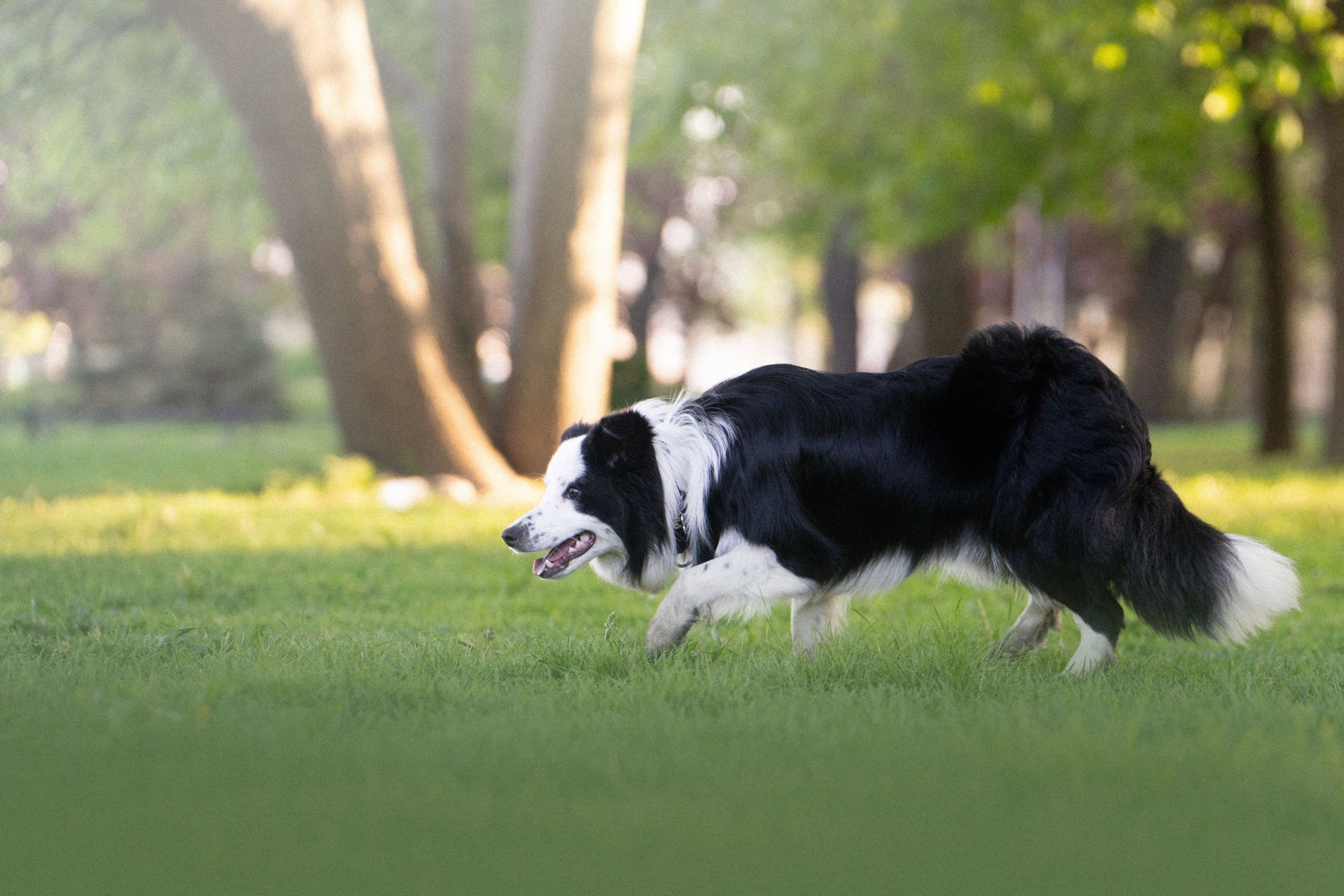 Таня, Дима и Чейси. Фотограф анималист в Москве и Санкт-Петербурге Свиридова Анна