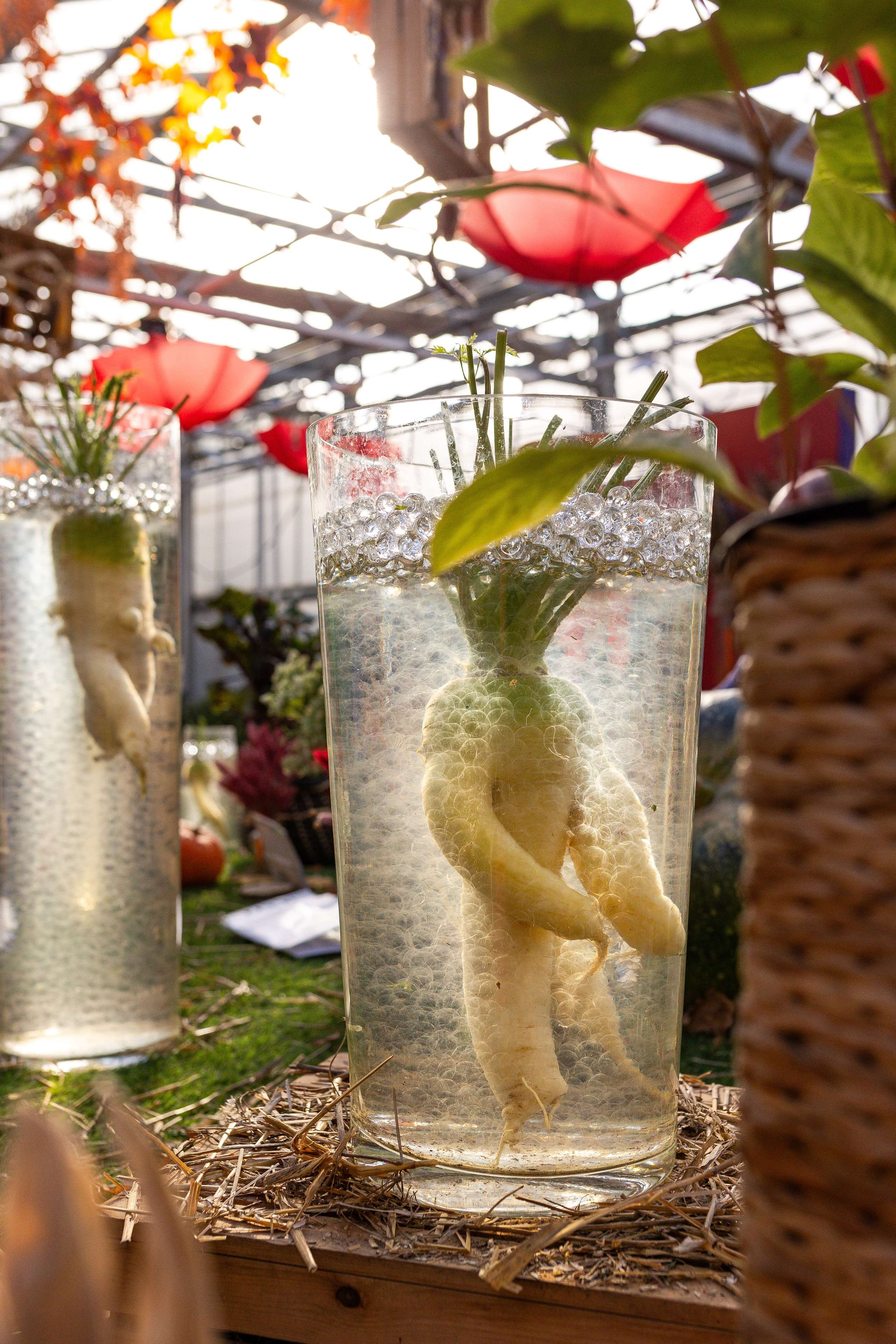 Овощи-гиганты. Александра Куликова фотограф, Москва