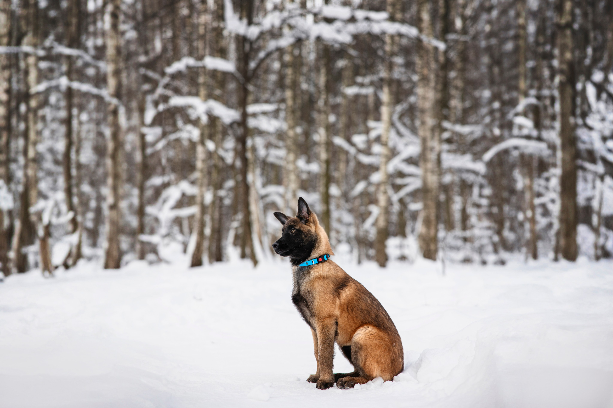 Бэлла и Панда. Анастасия Белаш