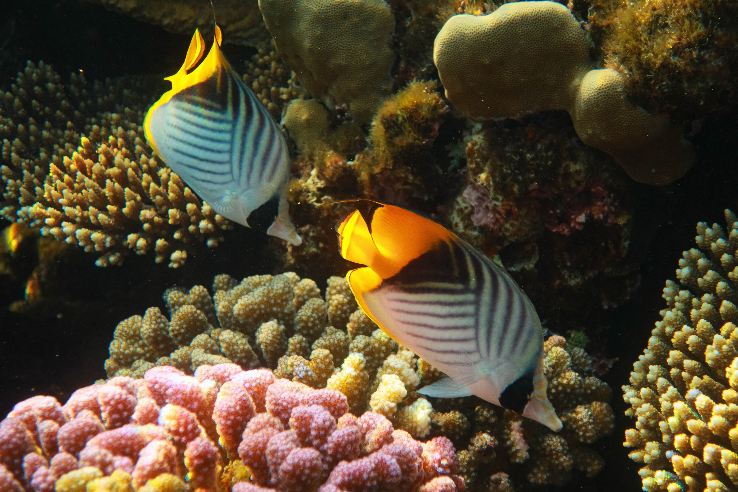 Fish. Фотограф Светлана Голицына