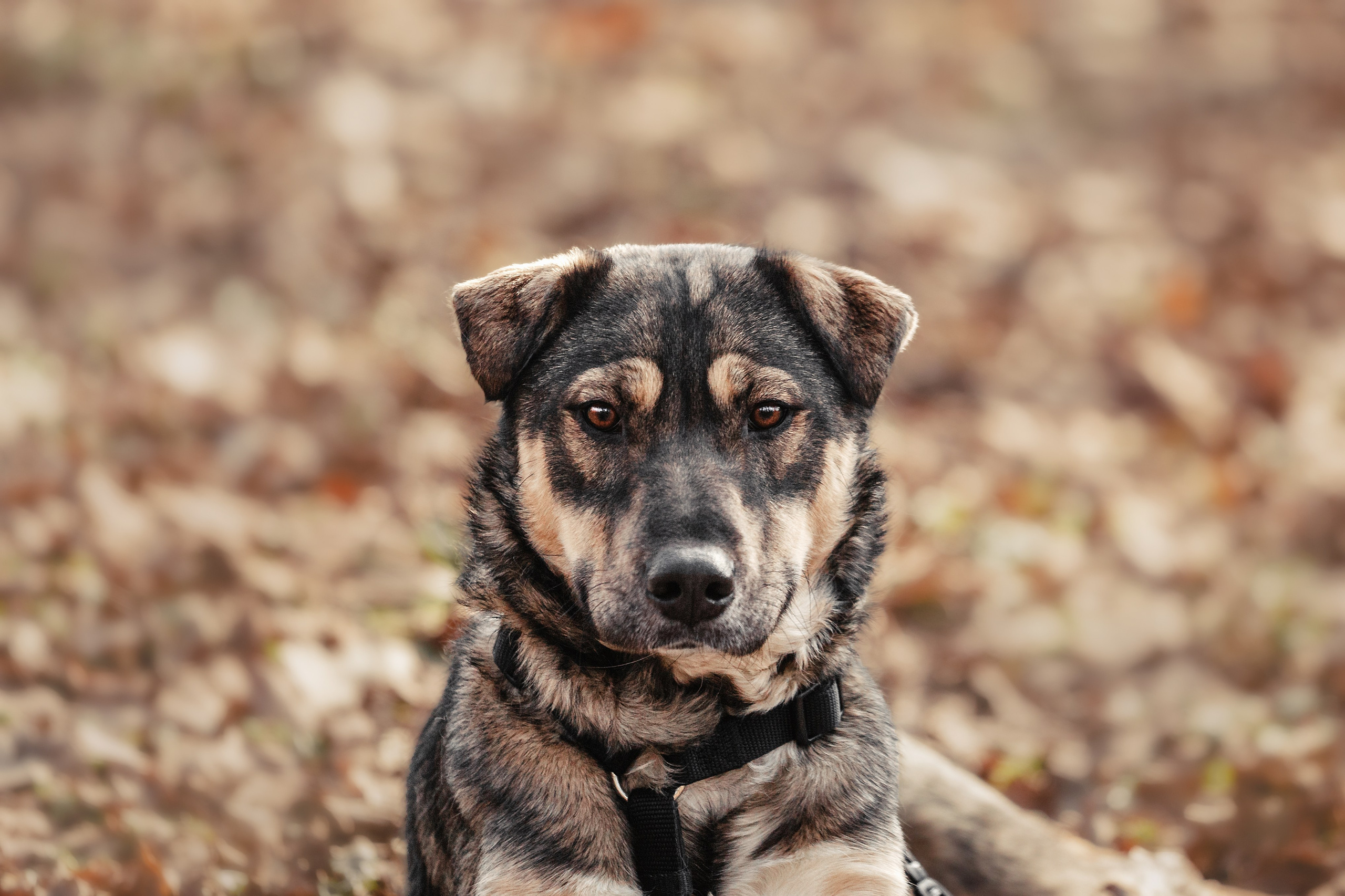 Собаки из приюта Дубовая роща весна 2025. Фотограф-анималист Татьяна Степанова