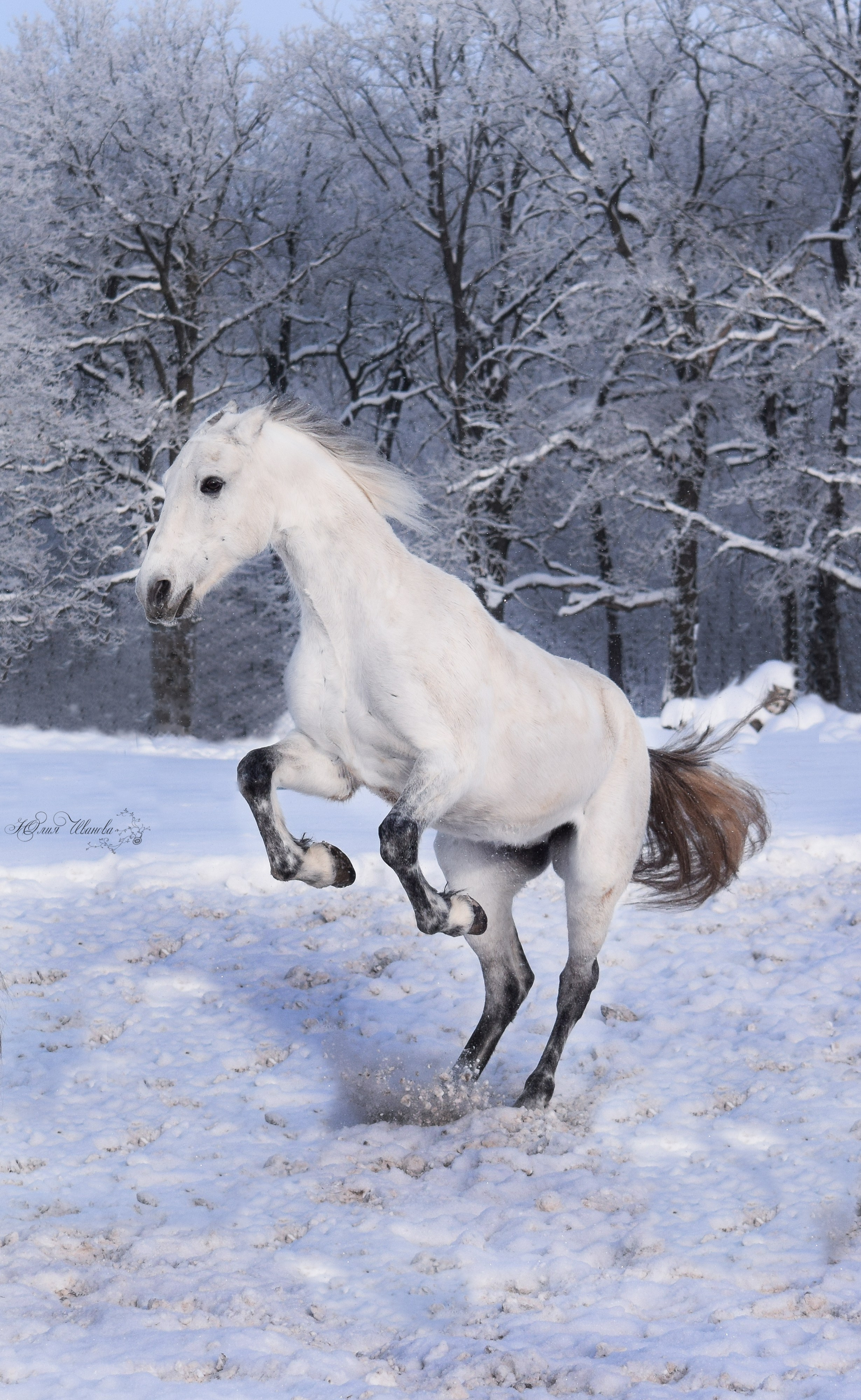 Лошади. Конный фотограф в Саратове Юлия Иванова