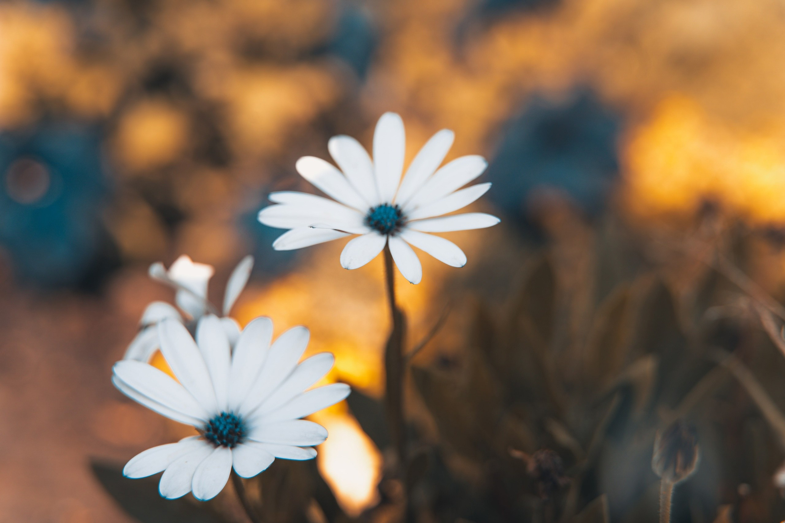 Макро. Предметный фотограф в Воронеже Дмитрий Игнатов