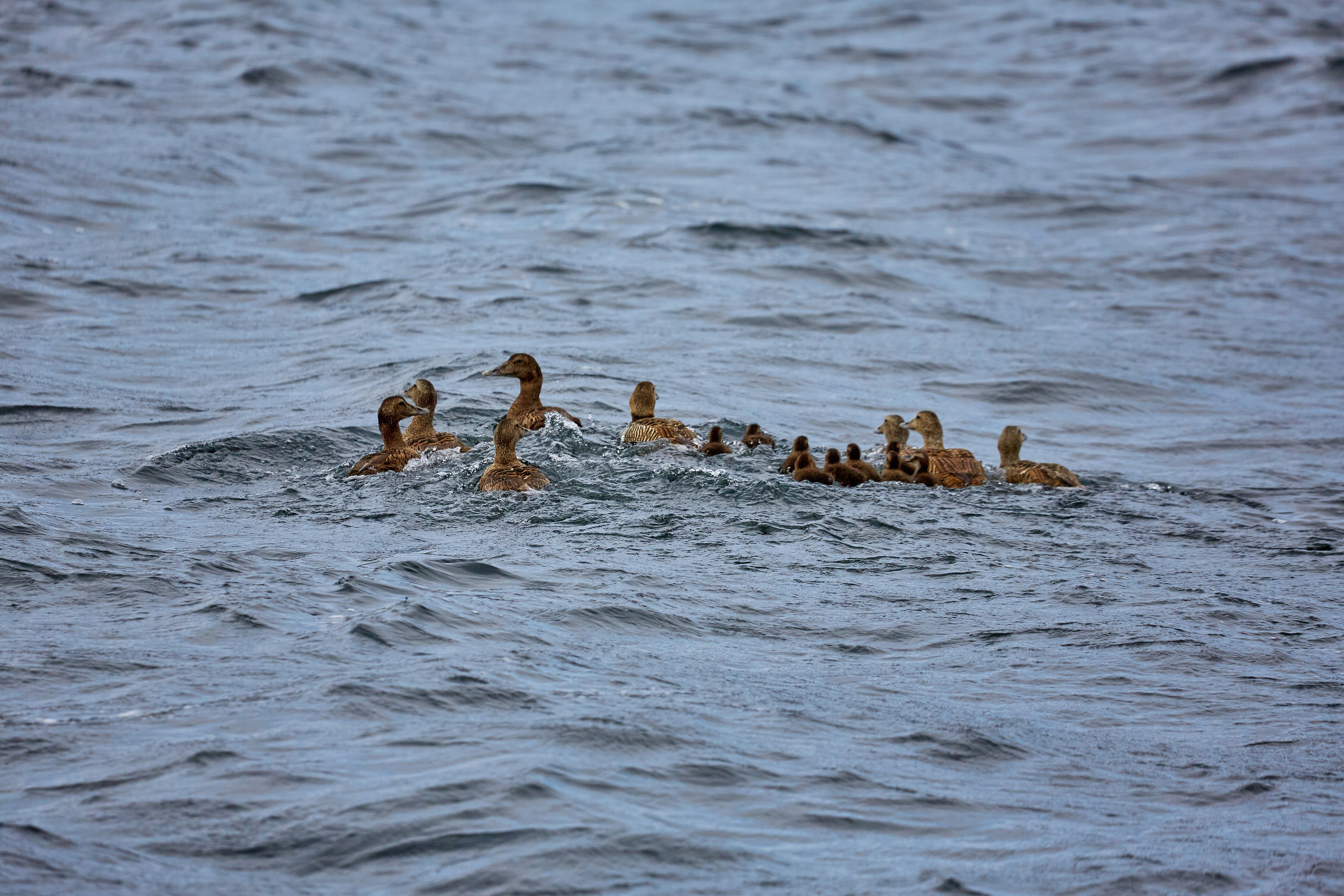 Баренцево море. Пейзажи Крайнего Севера. Баренцево море, Рыбачий, Средний, Немецкий
