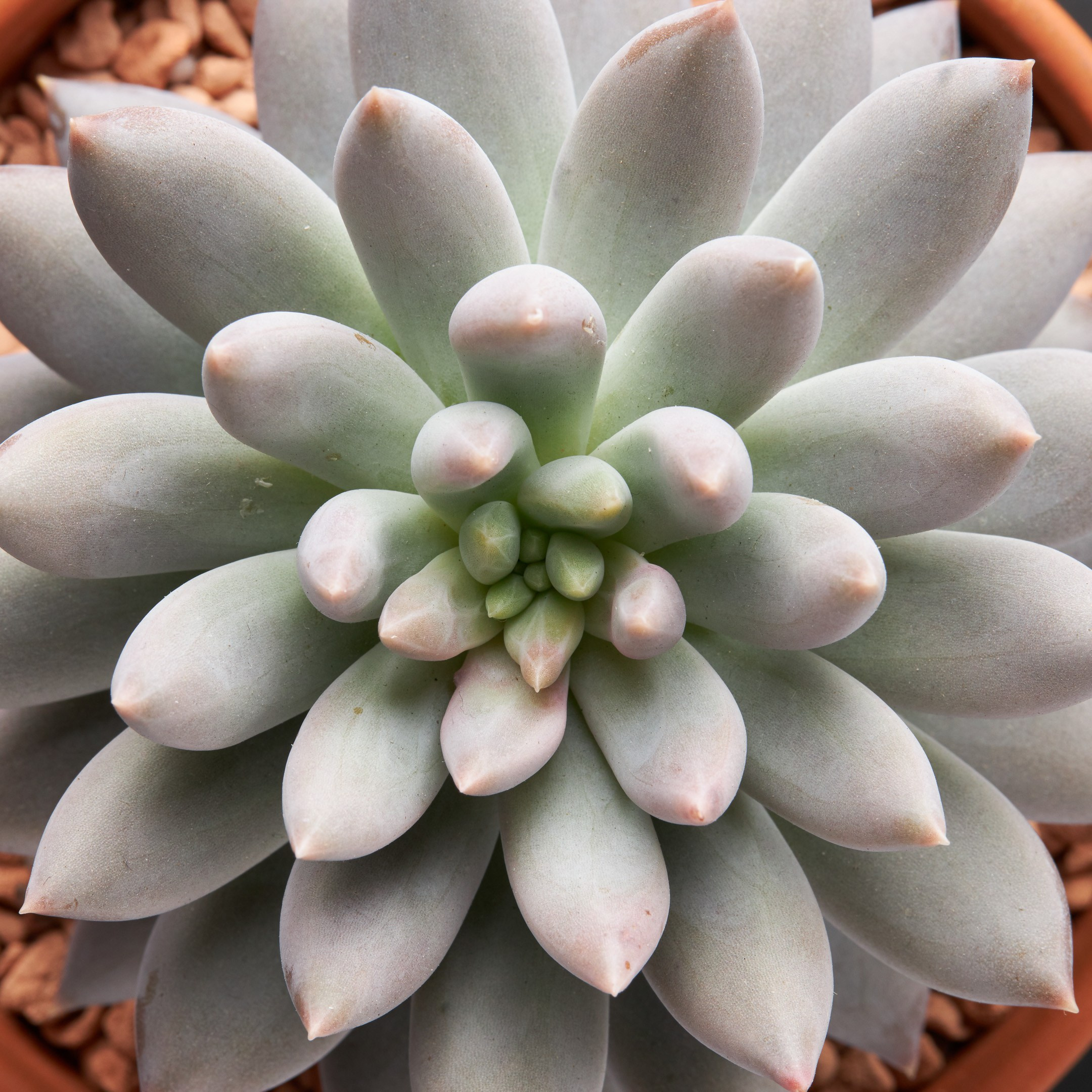 Decorative succulent top view - photographer Andrey Dunin