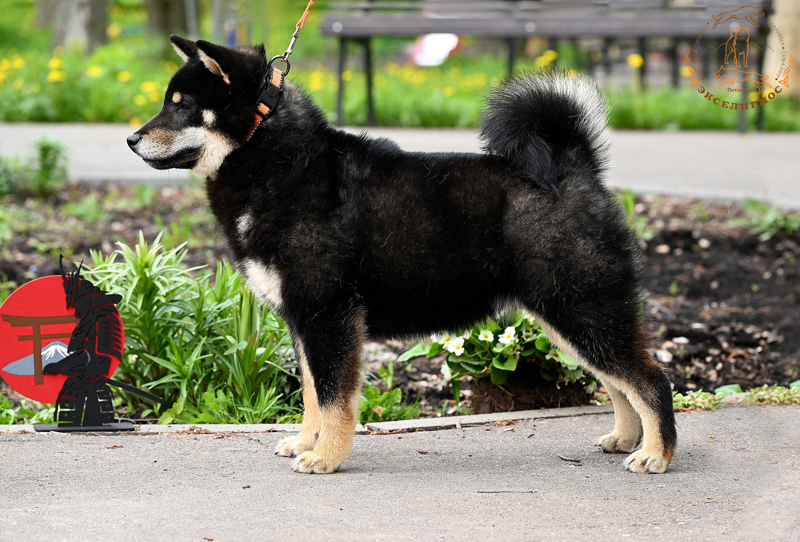 Тáту * Exceligmos Tatsu. Американская акита I Сиба ину I Питомник RUBYLIGHT