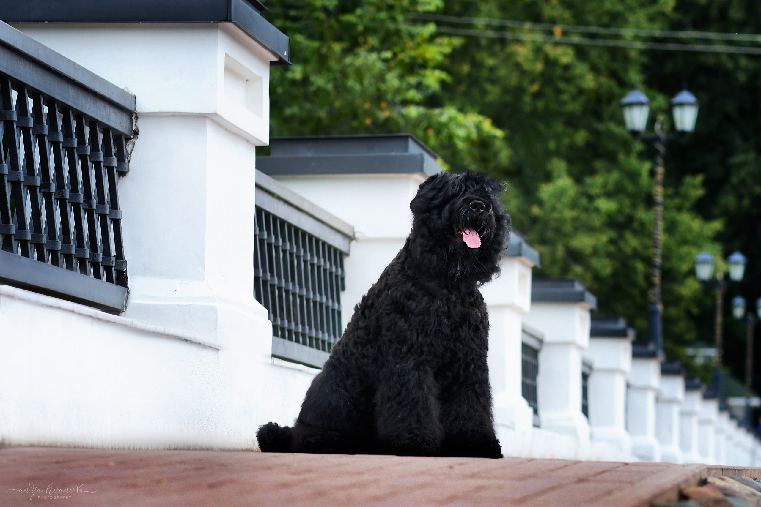 РЧТ. Фотограф анималист Аня Ливанова | Рыбинск