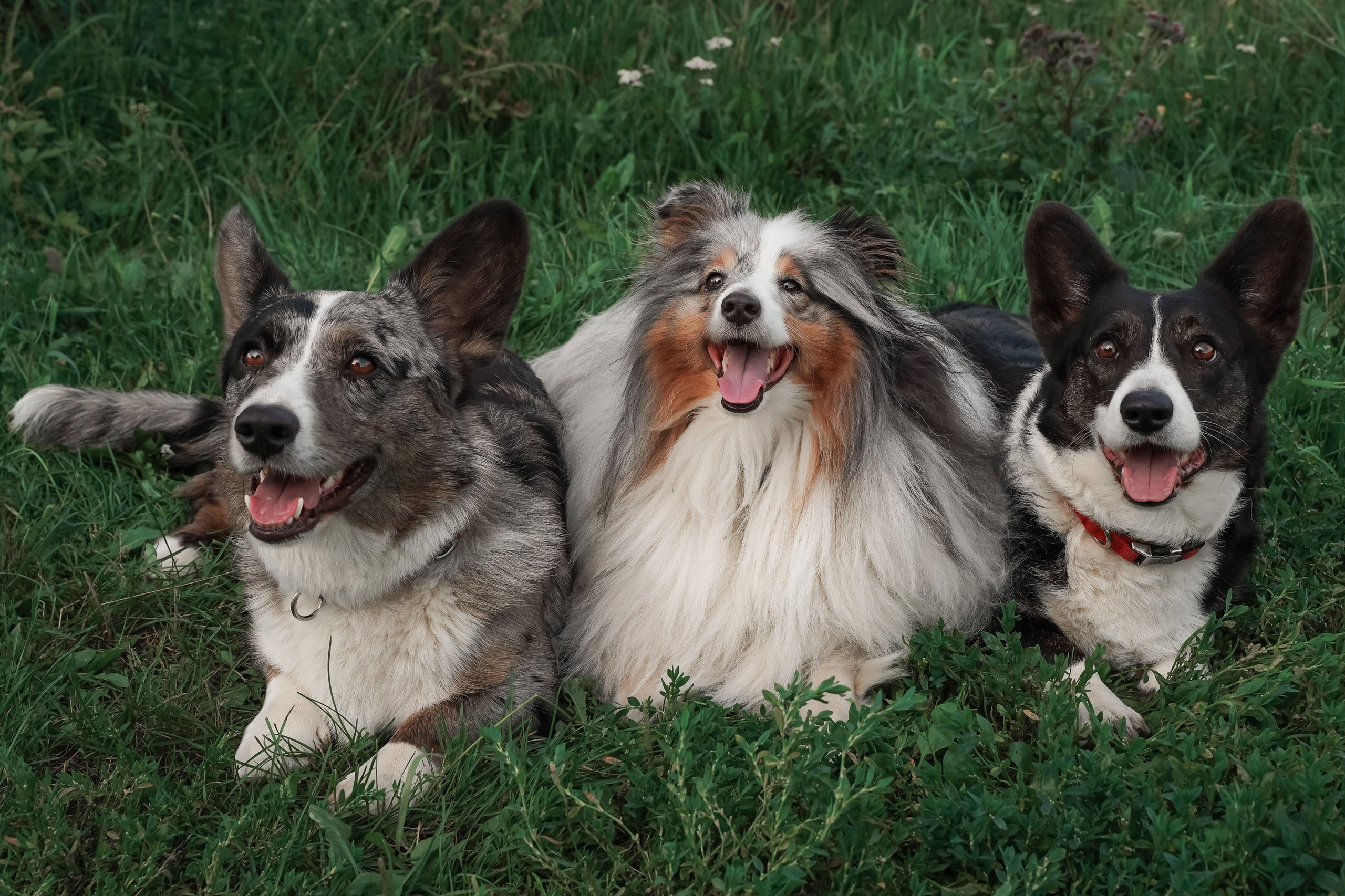 Прогулки. Фотограф-анималист, портретный фотограф в Чебоксарах Мария Садыкова