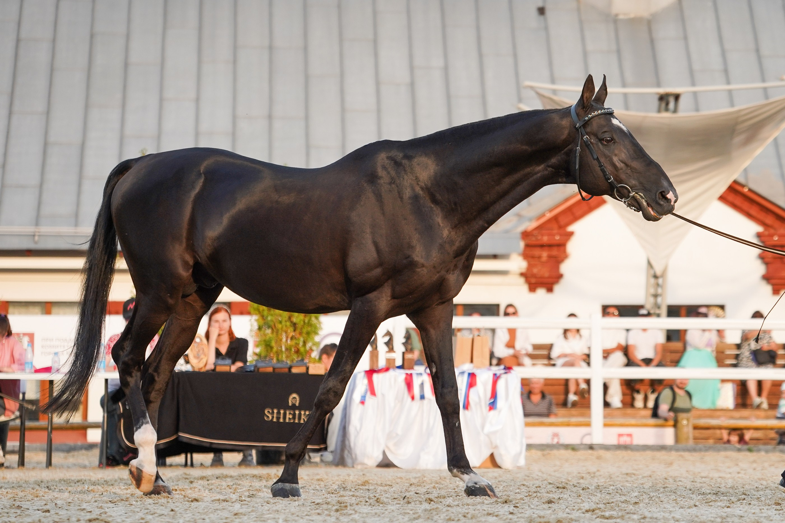 Чемпионат лошадей чистокровной ахалтекинской породы «КУБОК РОССИИ — 2024». Фотограф-анималист, портретный фотограф в Чебоксарах Мария Садыкова