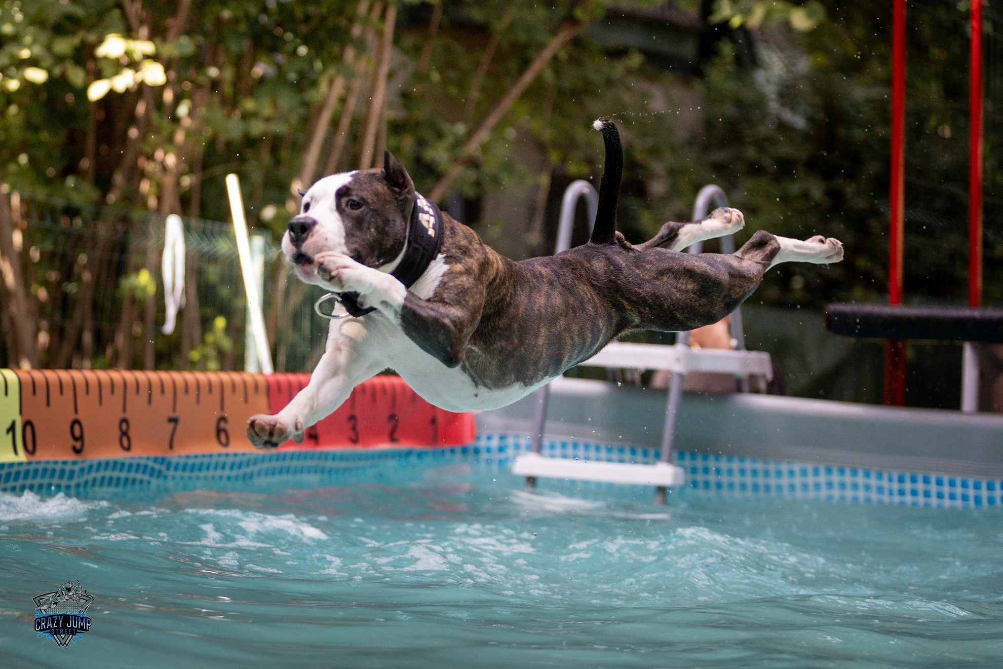 Собаки, спорт, Док дайвинг. Свадебный и репортажный фотограф в Москве и Московской области