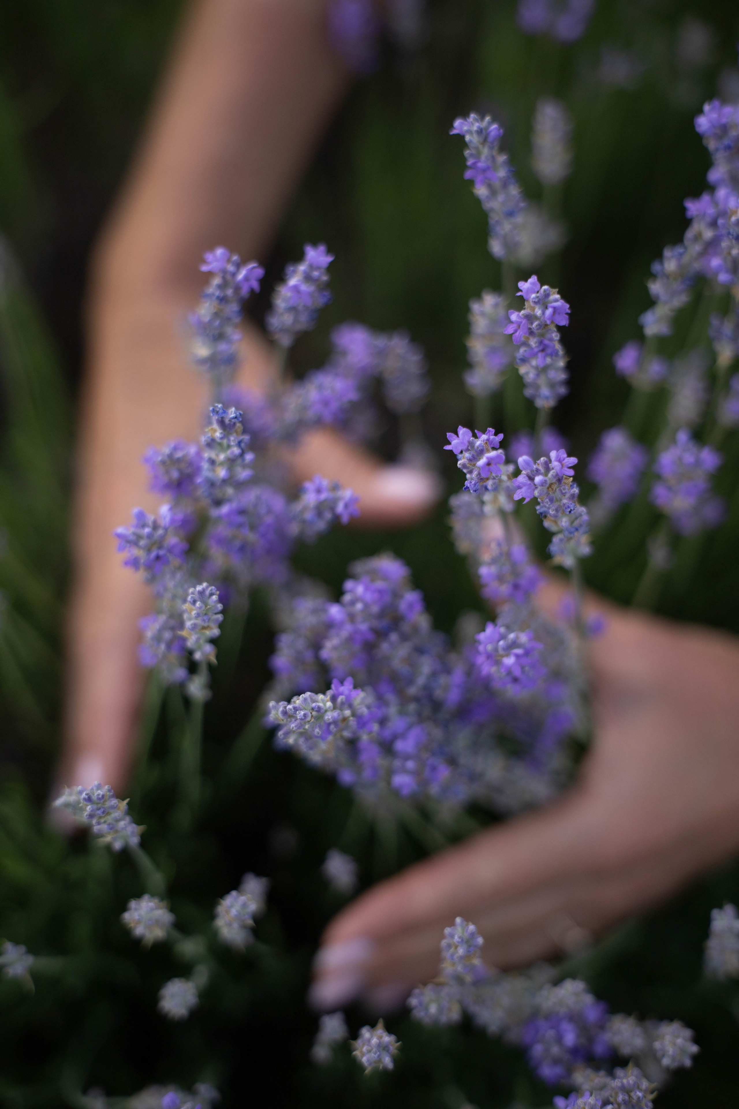 Фотосессия выездная «Лаванда». Фотограф в Крыму Татьяна Барицкая ЕНОТИКА