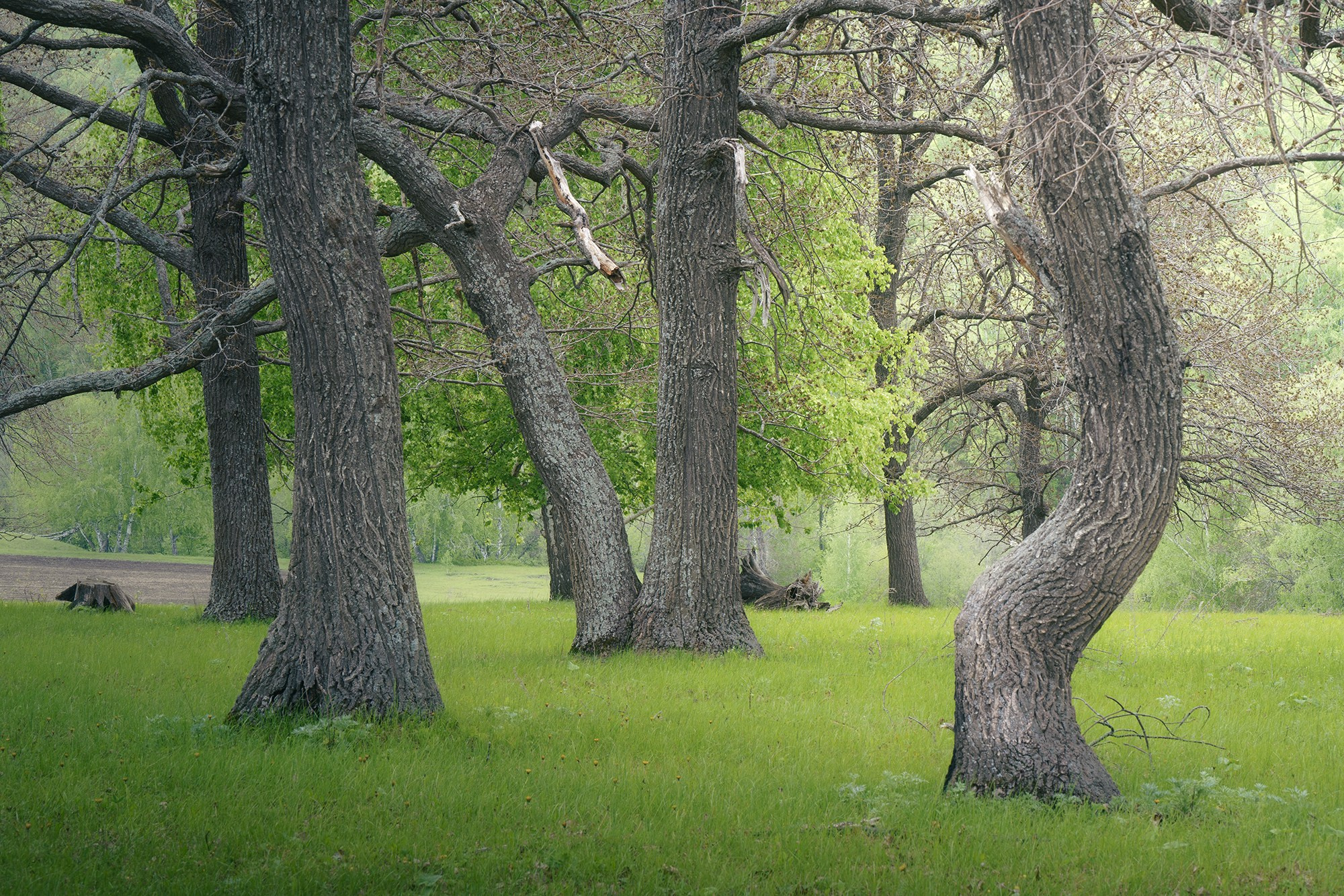 Лето, лес, деревья…. Пейзажный фотограф Руслан Лукманов