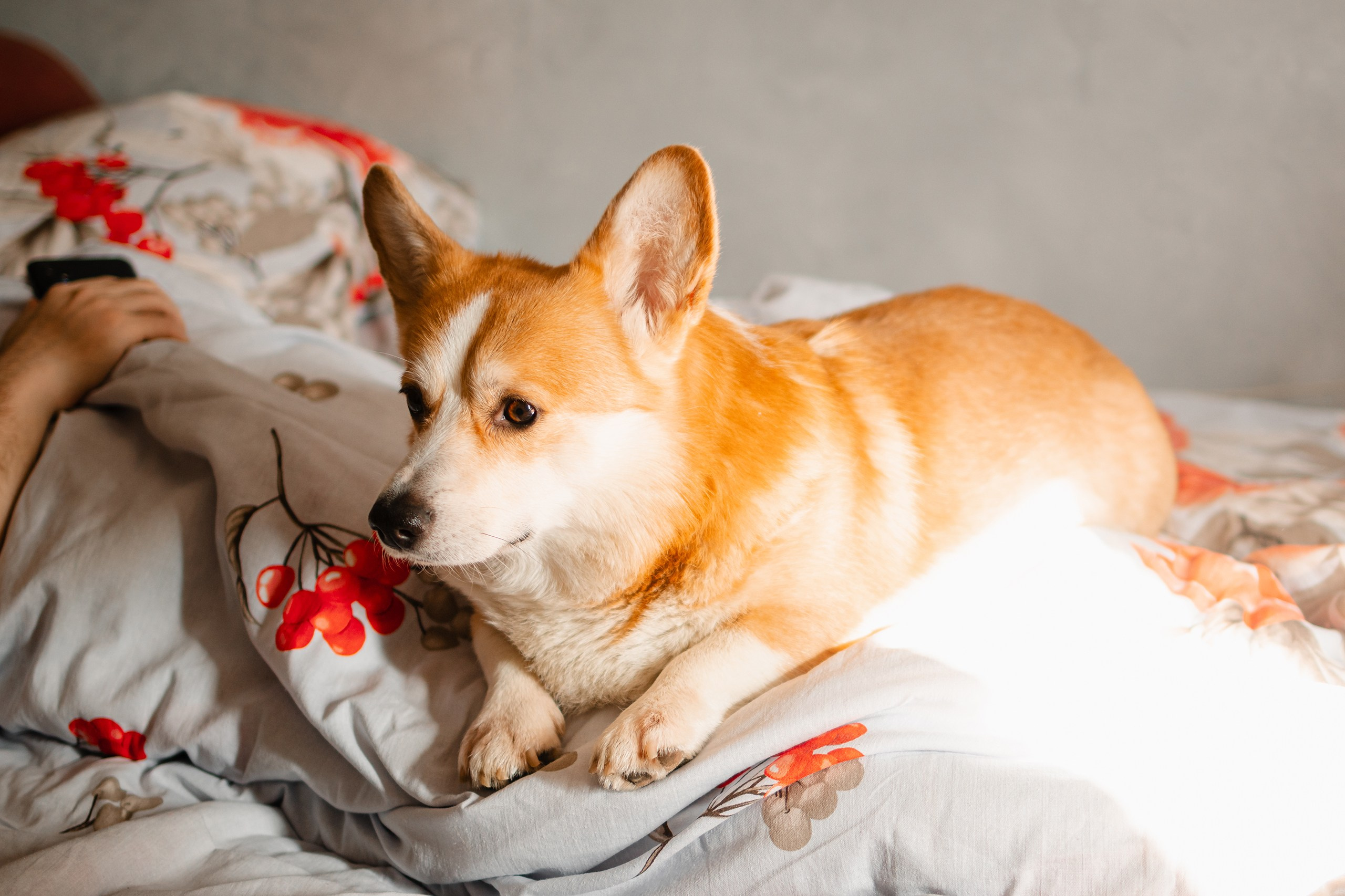Уютный фотограф в Москве Елена Бенчи