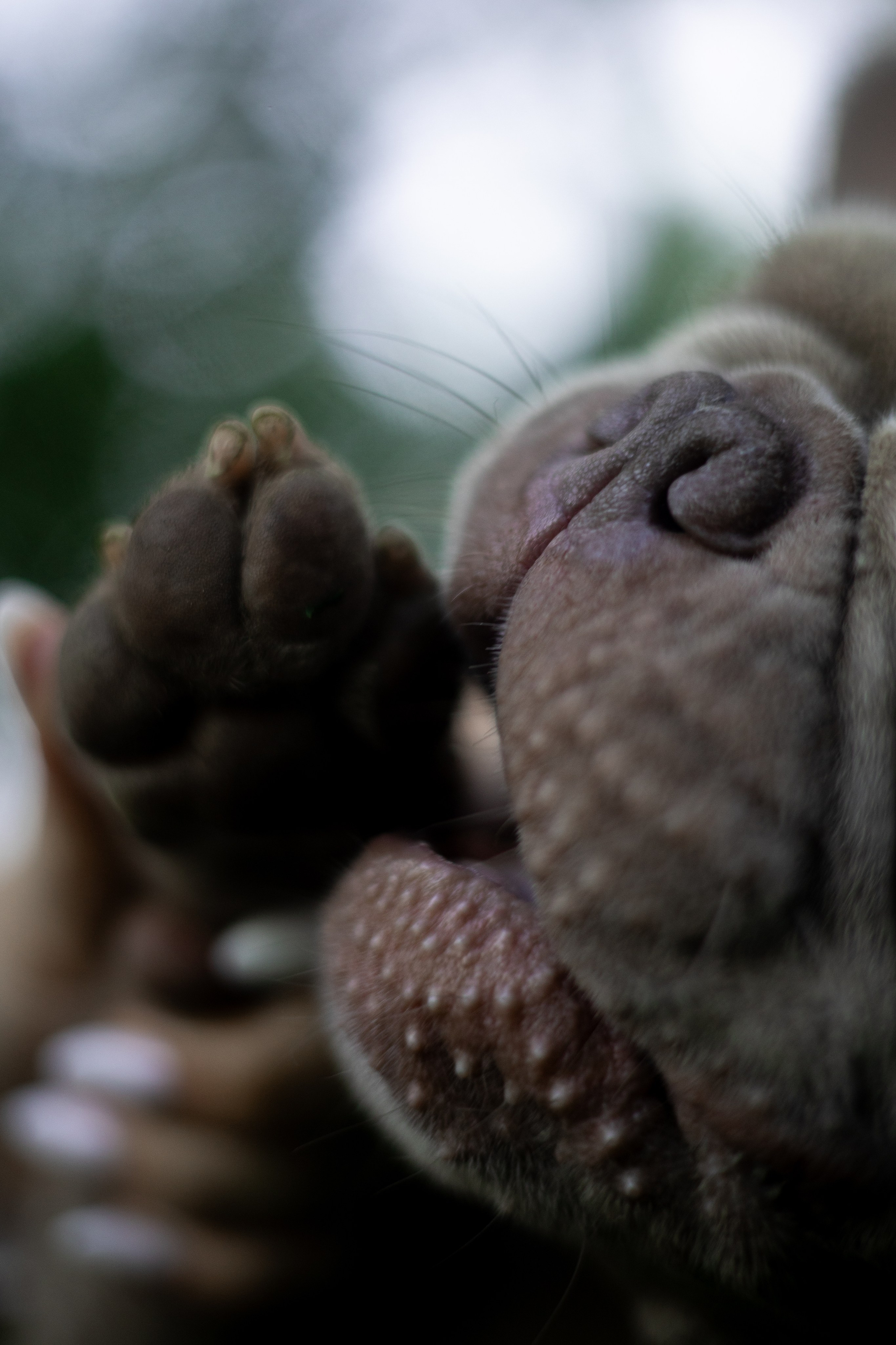 Анастасия и Мейса. Фотограф животных Евгения Верцинская