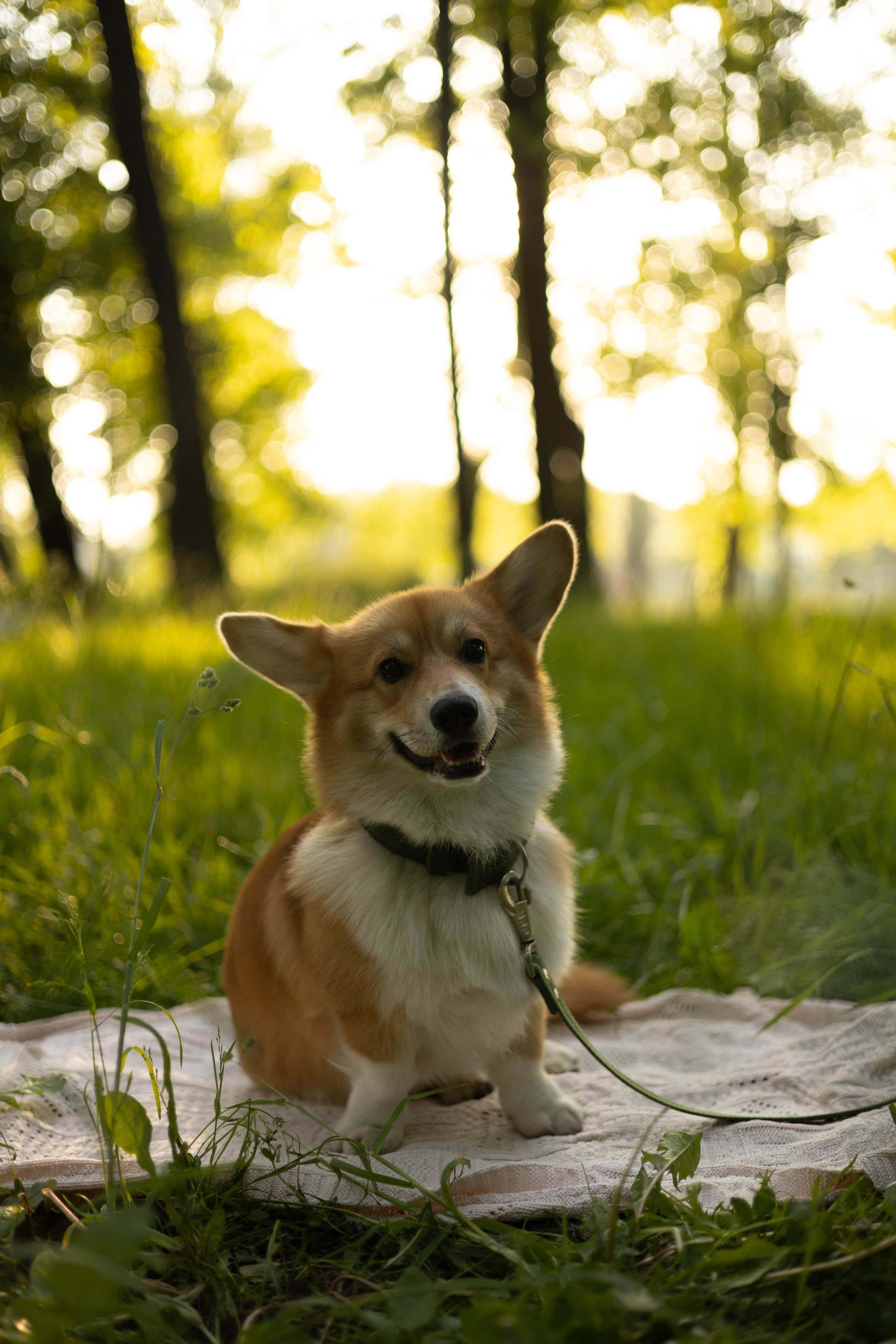 Наташа, Роман и Тео. Фотограф животных Евгения Верцинская