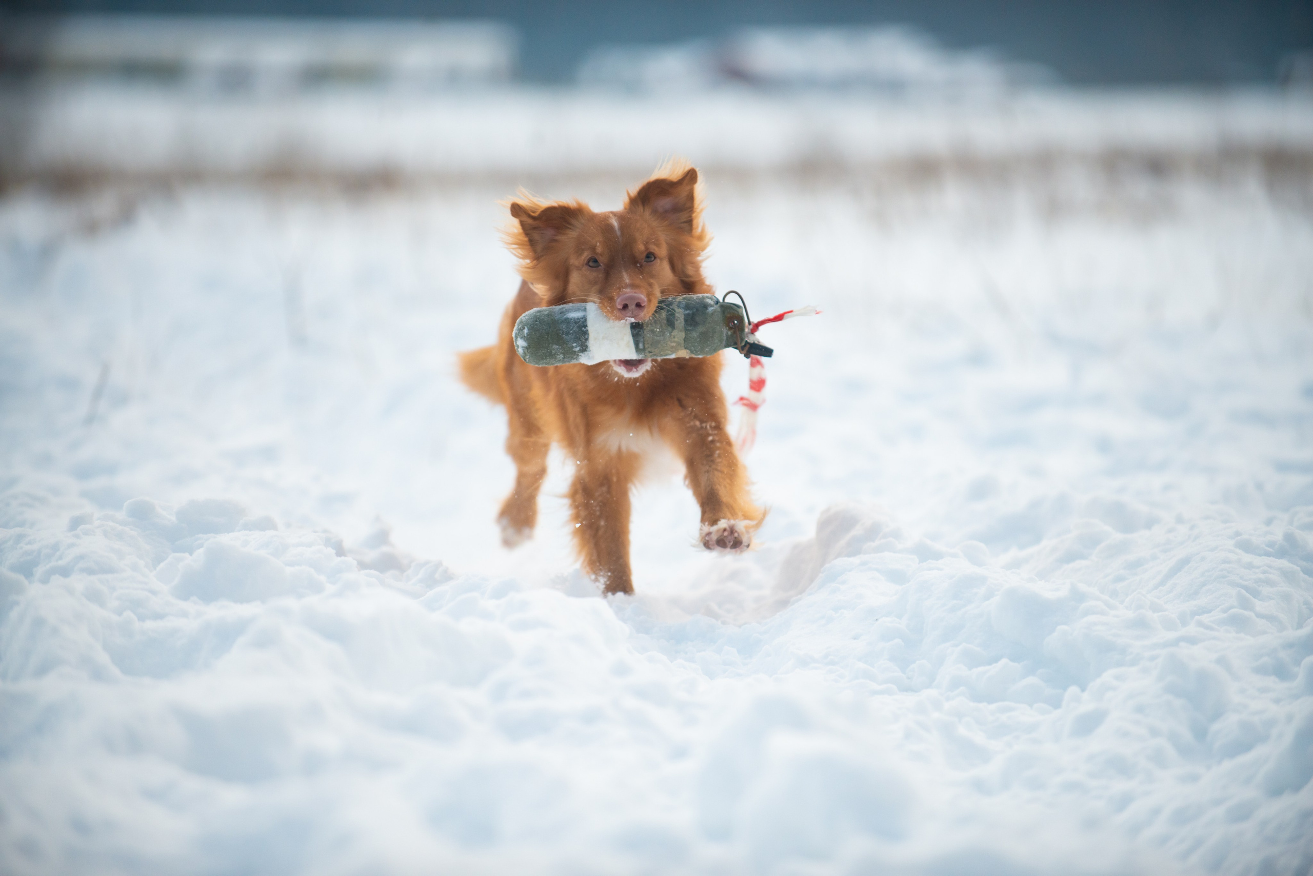 Тренировочный воркинг тест Школы Шмеля, 02 декабря 2023. Фотограф-анималист Наталья Светличная