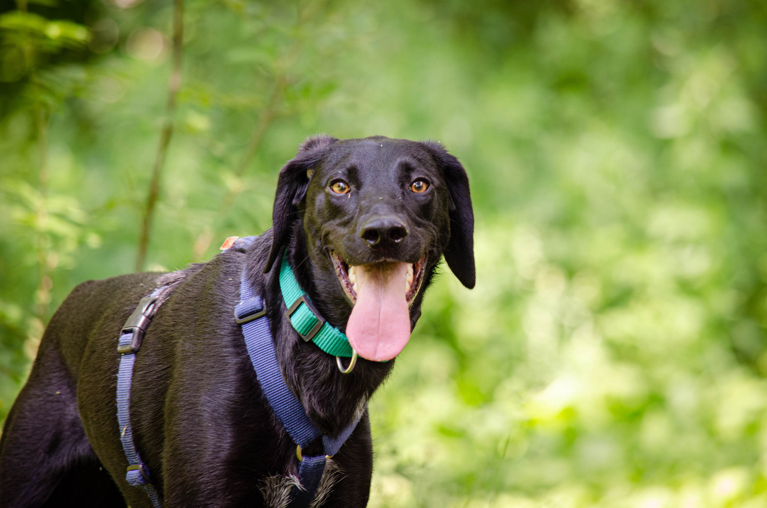 Мира и Барон. Фотограф Светлана Блинова, Москва и Московская область