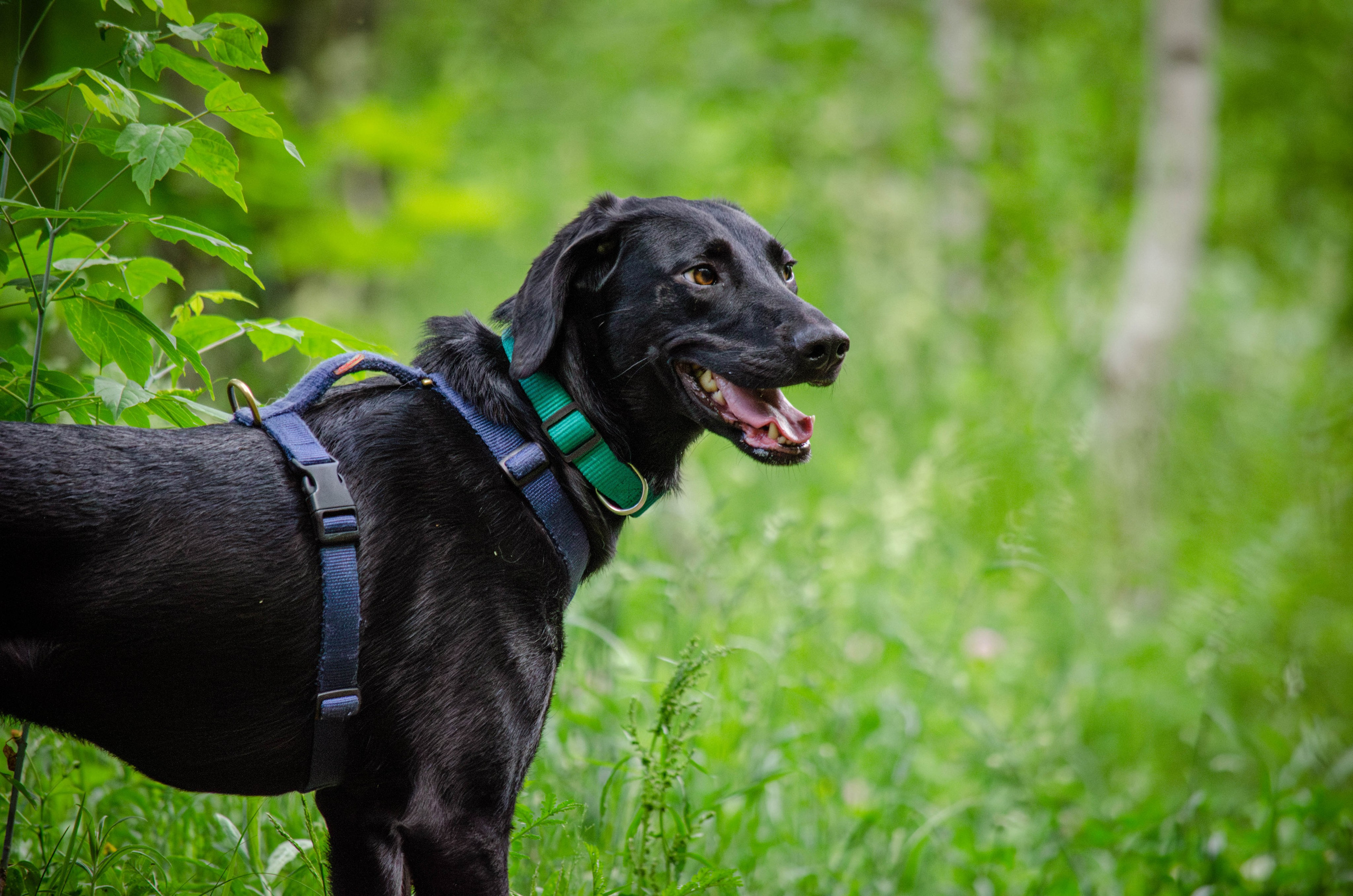 Мира и Барон. Фотограф Светлана Блинова, Москва и Московская область