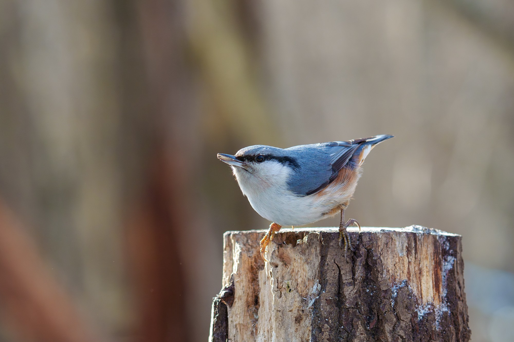 Удивительные мир птиц. Вокруг нас столько прекрасного — присмотритесь!. Ваш личный фотограф Марина Волкова