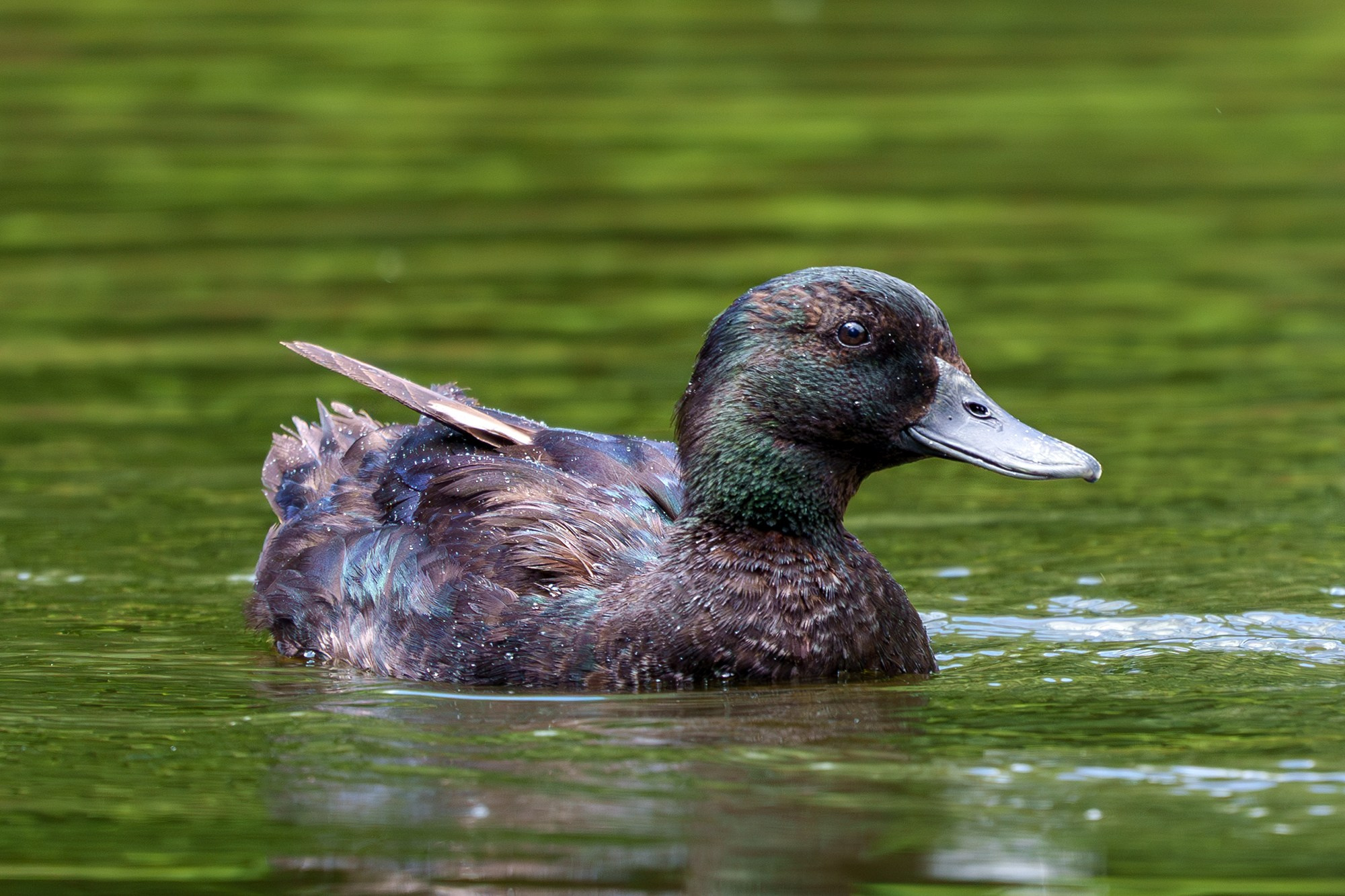 Удивительные мир птиц. Вокруг нас столько прекрасного — присмотритесь!. Ваш личный фотограф Марина Волкова