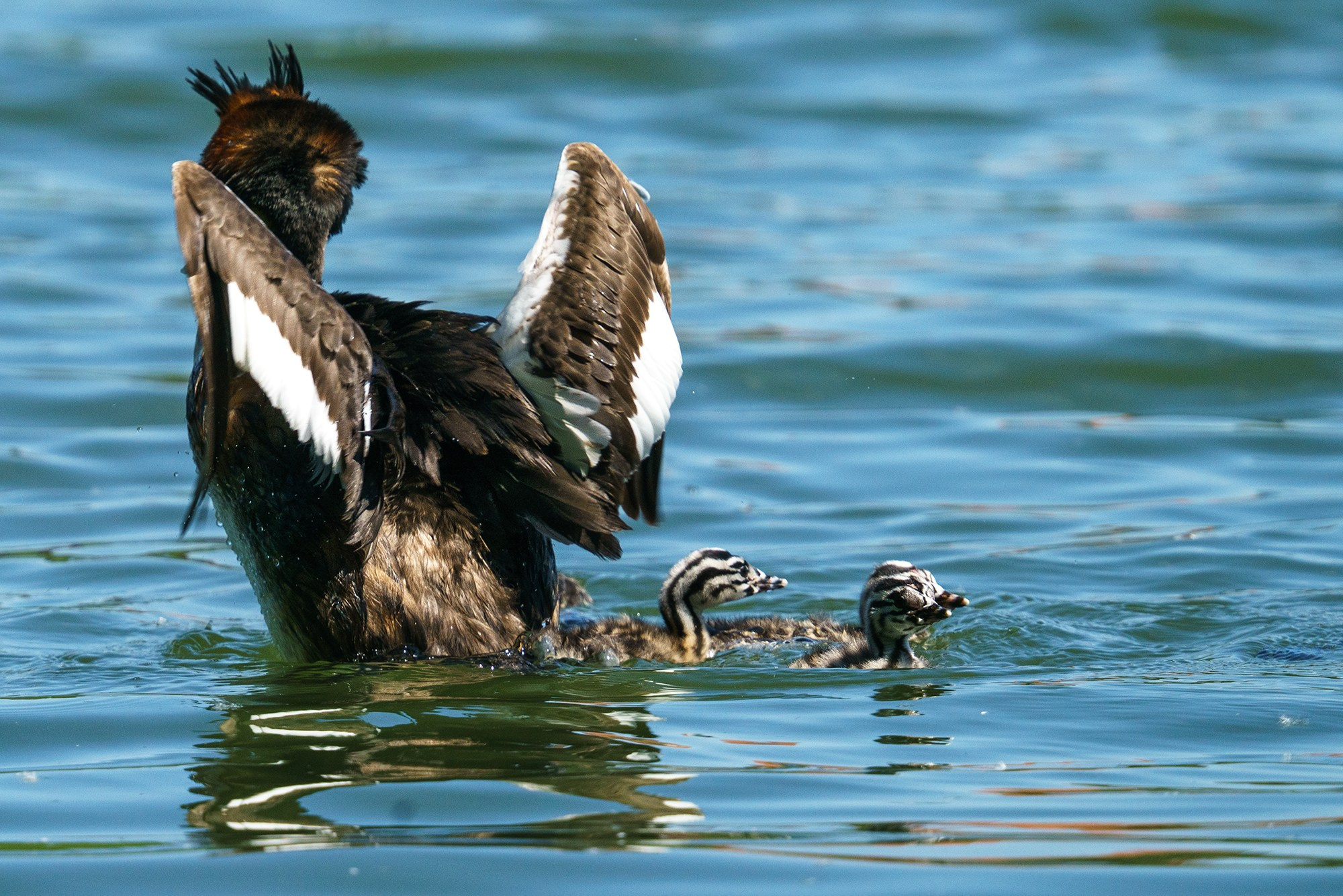 Удивительные мир птиц. Вокруг нас столько прекрасного — присмотритесь!. Ваш личный фотограф Марина Волкова