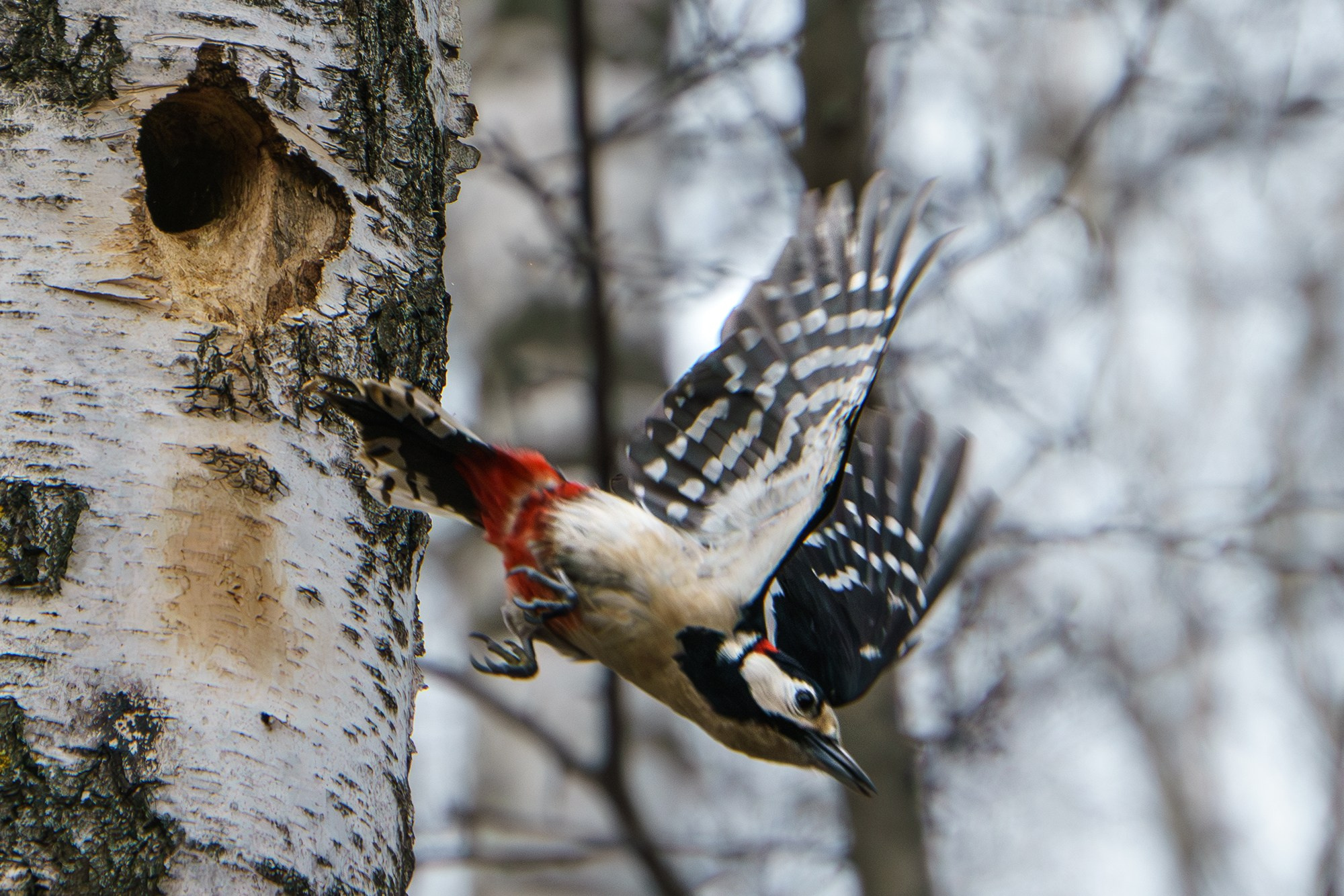 Удивительные мир птиц. Вокруг нас столько прекрасного — присмотритесь!. Ваш личный фотограф Марина Волкова