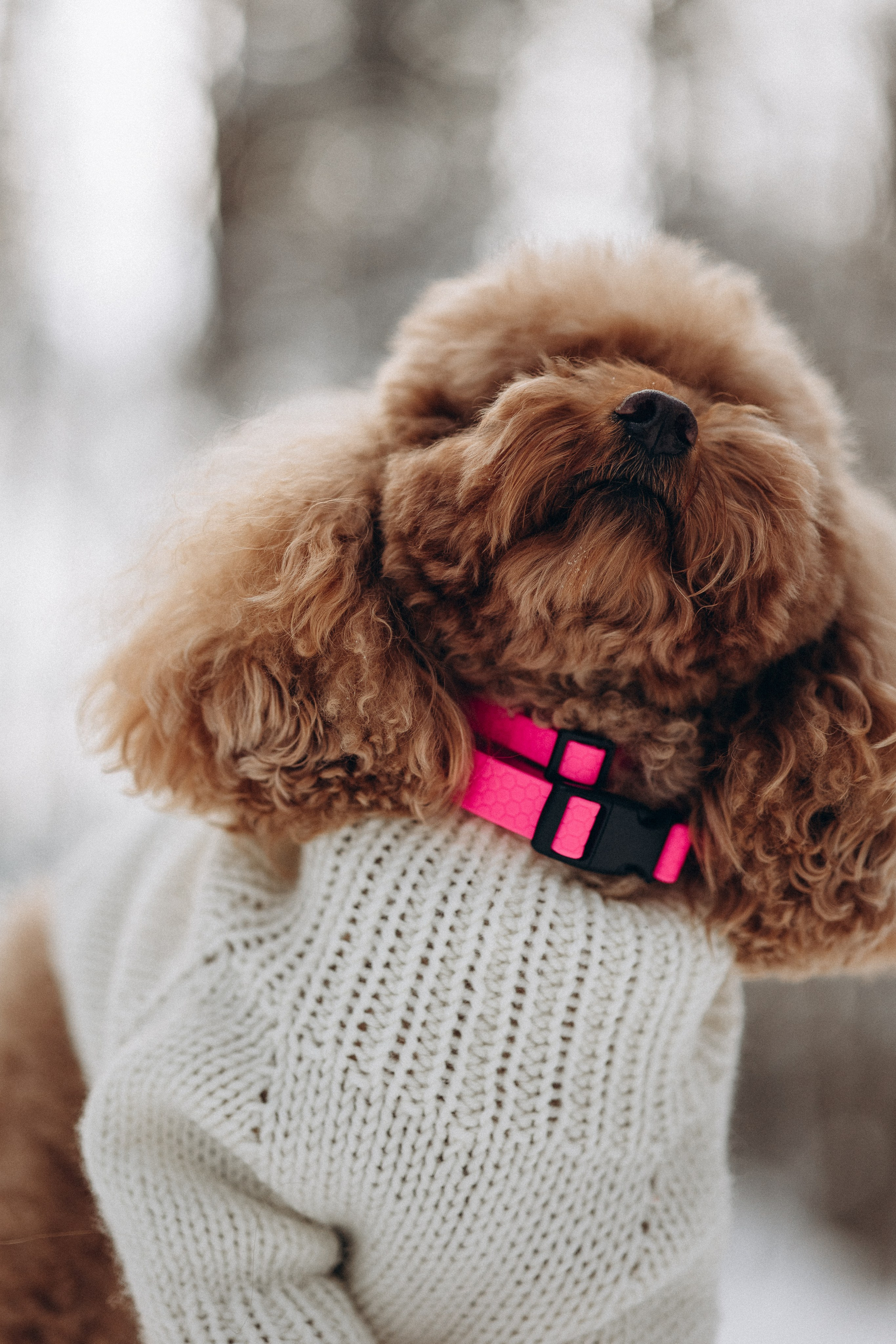 Амуниция «Бобик» 2. Фотораф — анималист Мария Шистка