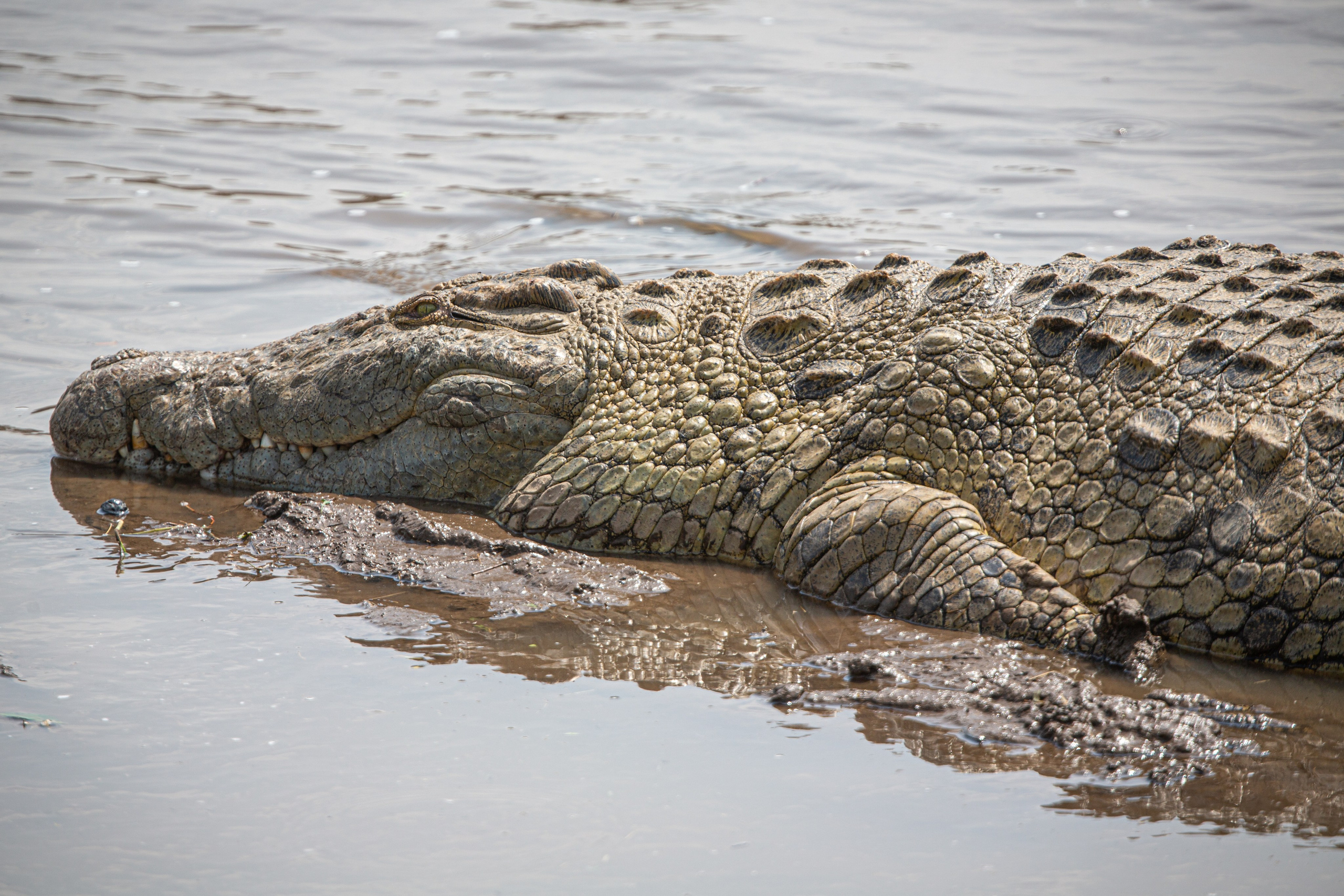 Танзания. Добродеева Алла фотограф, Москва