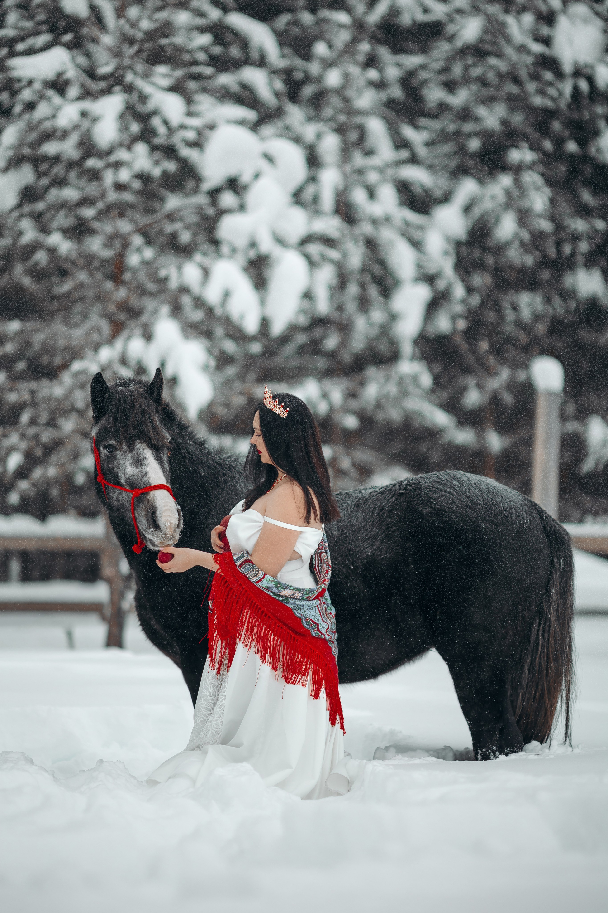 Яблоки на снегу. Анна Молчанова конный фотограф в Тюмени | фотосессии с лошадьми Тюмень